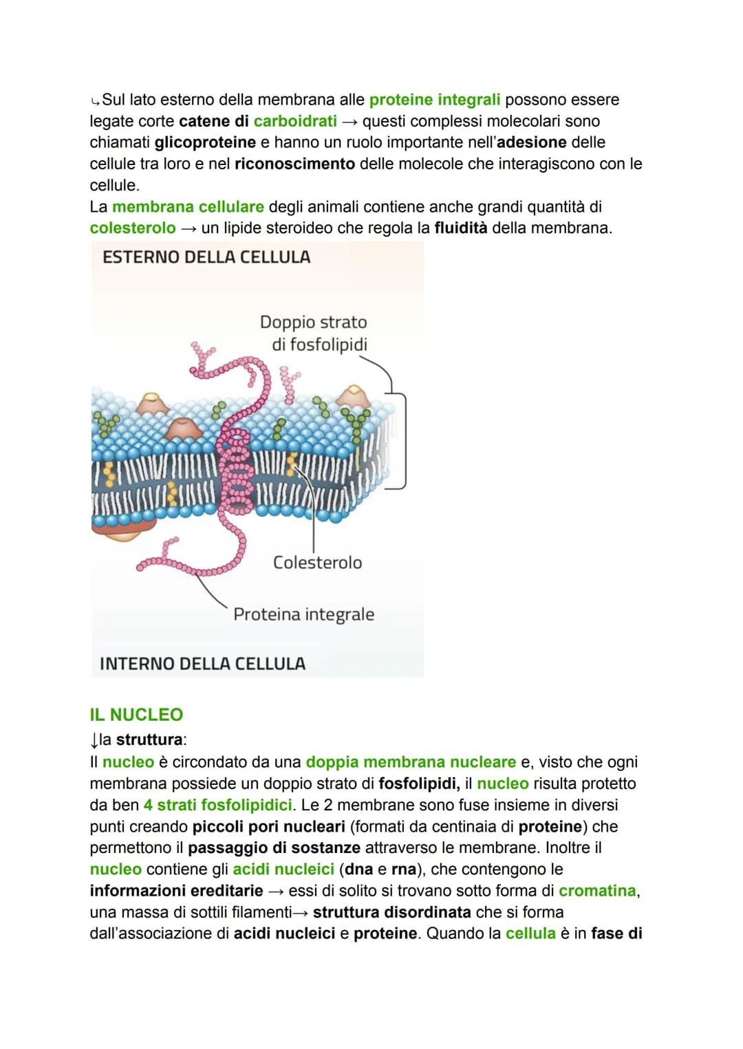 # LA CELLULA

GRADO DI COMPLESSITÀ DELLA MATERIA VIVENTE

↳ 1. ATOMO

2. MOLECOLA

3. BIOMOLECOLA

4. CELLULA (la più piccola parte dell'ess