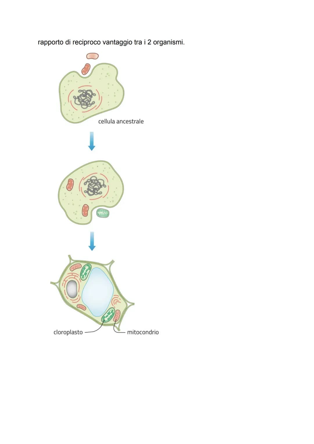 # LA CELLULA

GRADO DI COMPLESSITÀ DELLA MATERIA VIVENTE

↳ 1. ATOMO

2. MOLECOLA

3. BIOMOLECOLA

4. CELLULA (la più piccola parte dell'ess