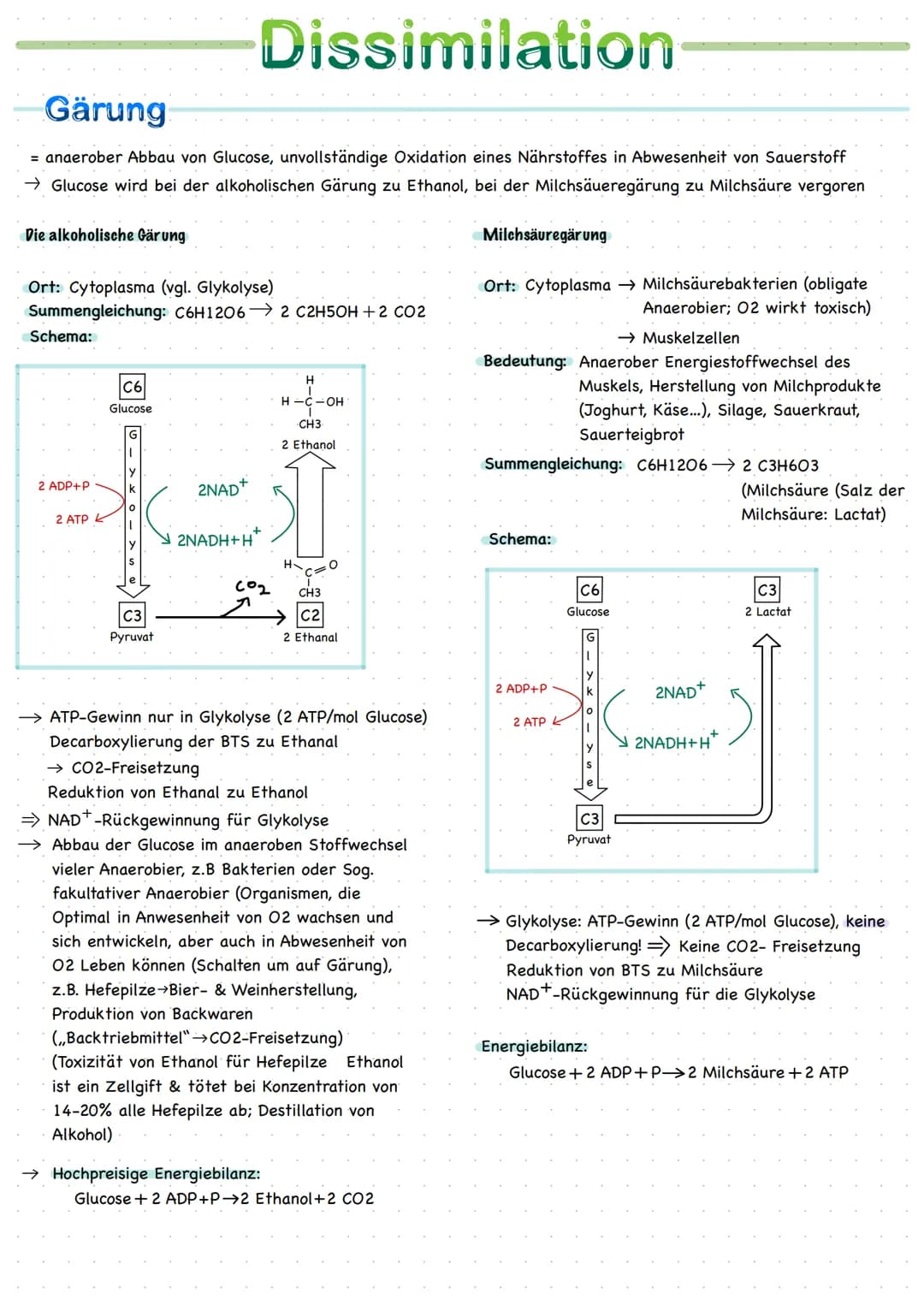 
<h2>Orte der Zellatmung</h2>
<p>Zellatmung findet im Cytoplasma und im Mitochondrium statt. Das Mitochondrium ist ein stäbchenförmiges Zell