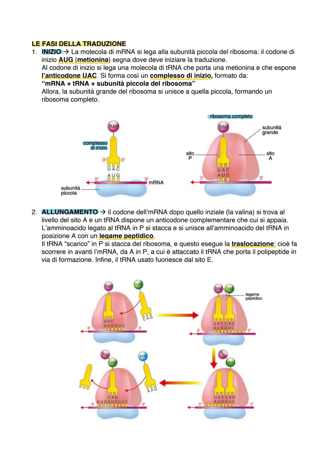 # IL DNA

## LA STRUTTURA DEL DNA

Watson e Crick scoprono la struttura elicoidale del DNA, spiegando che questa è costituita
da 2 filamenti