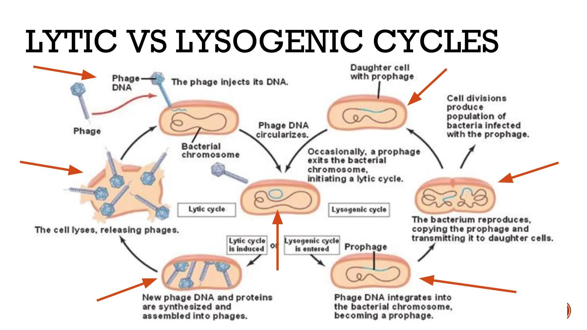 # VIRUSES &
# BACTERIA

Biology # VIRUSES: LIVING OR NO'

*   Most biologists do not consider
viruses to be alive.

    *   A virus has no c