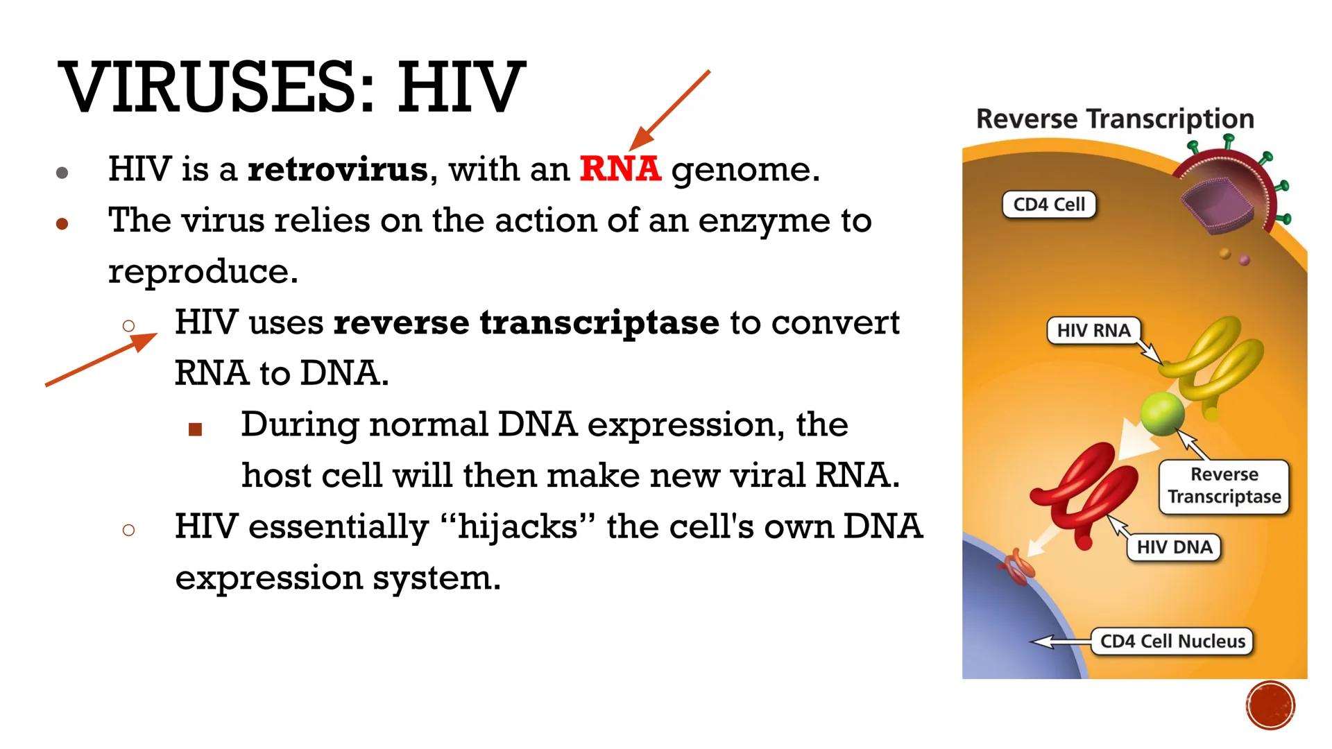 # VIRUSES &
# BACTERIA

Biology # VIRUSES: LIVING OR NO'

*   Most biologists do not consider
viruses to be alive.

    *   A virus has no c