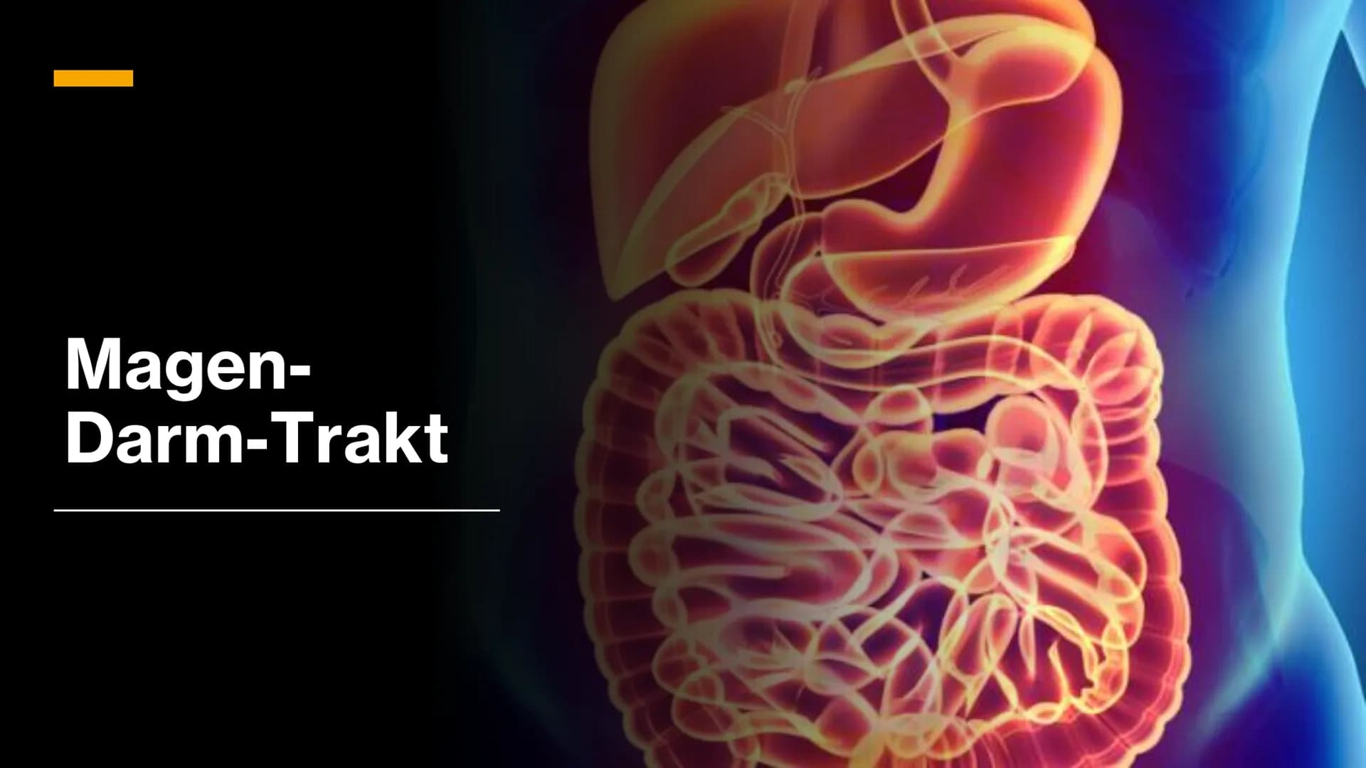 Magen-
Darm-Trakt # Gliederung




Definition

Organe

Mundhöhle & Speiseröhre

Magen

Darm

Quellen X
+
٥٠٠
Definition
• Alle Teile des Kör