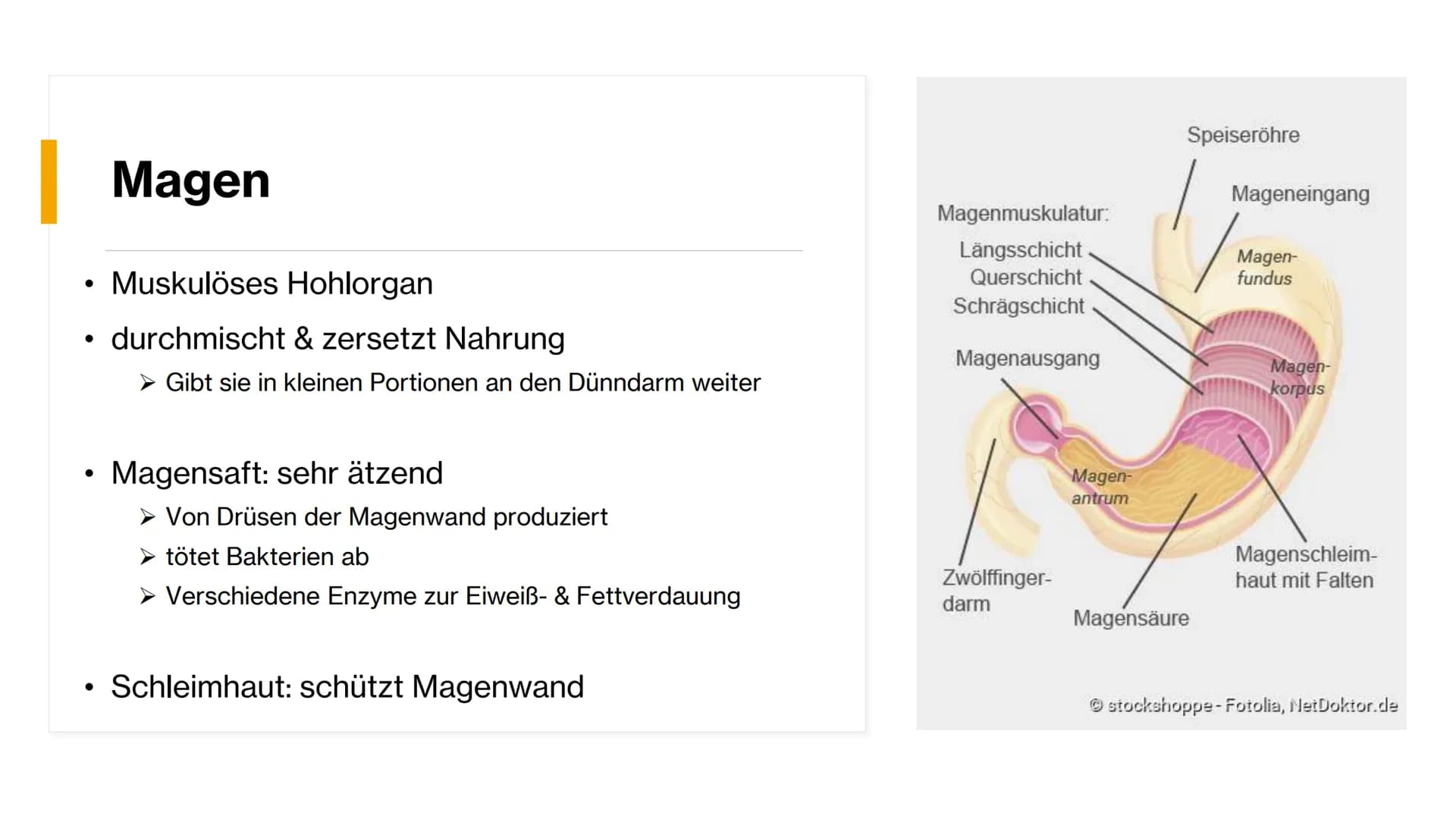 Magen-
Darm-Trakt # Gliederung




Definition

Organe

Mundhöhle & Speiseröhre

Magen

Darm

Quellen X
+
٥٠٠
Definition
• Alle Teile des Kör