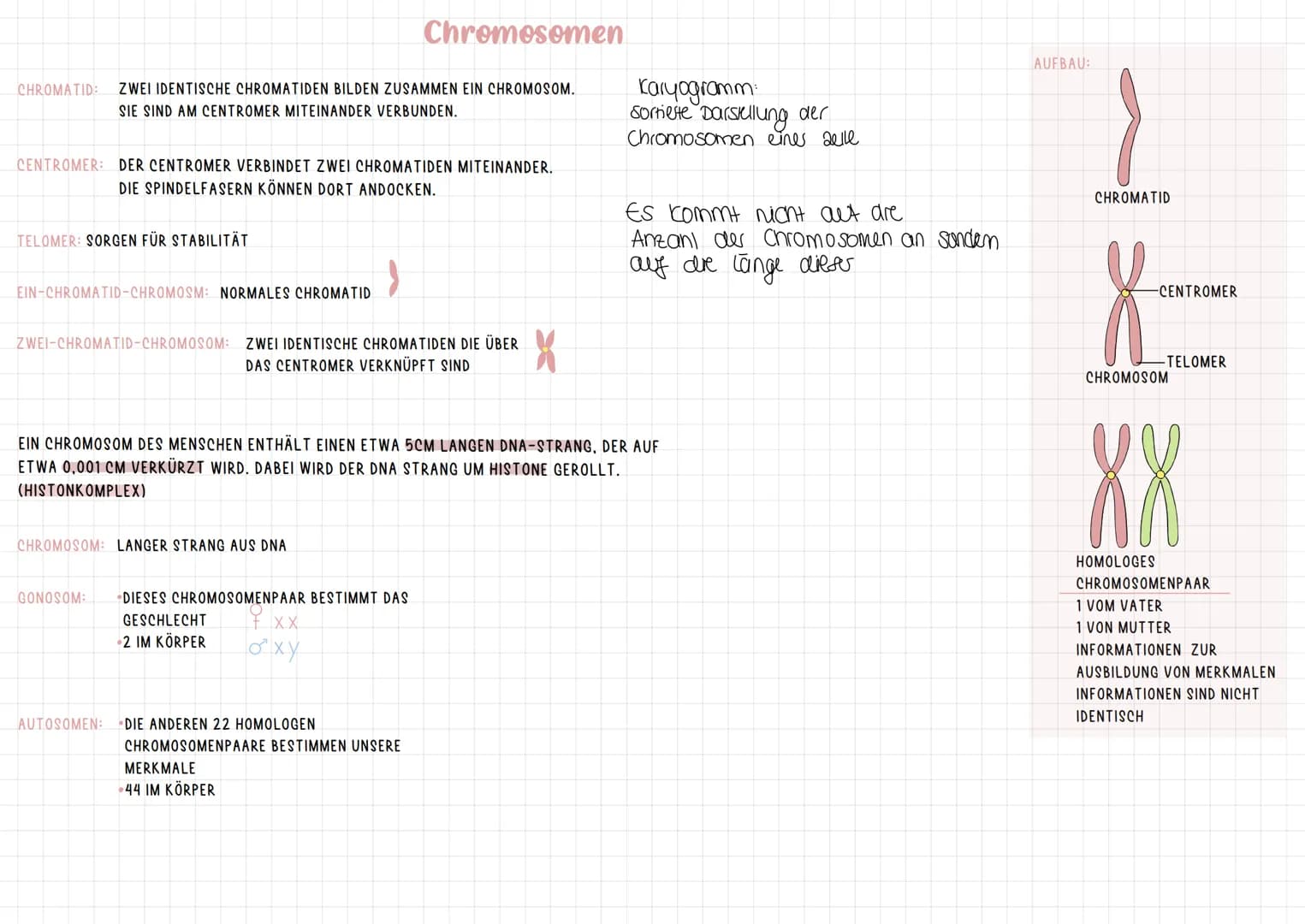 # Chromosomen

CHROMATID: ZWEI IDENTISCHE CHROMATIDEN BILDEN ZUSAMMEN EIN CHROMOSOM.
SIE SIND AM CENTROMER MITEINANDER VERBUNDEN.

CENTROMER