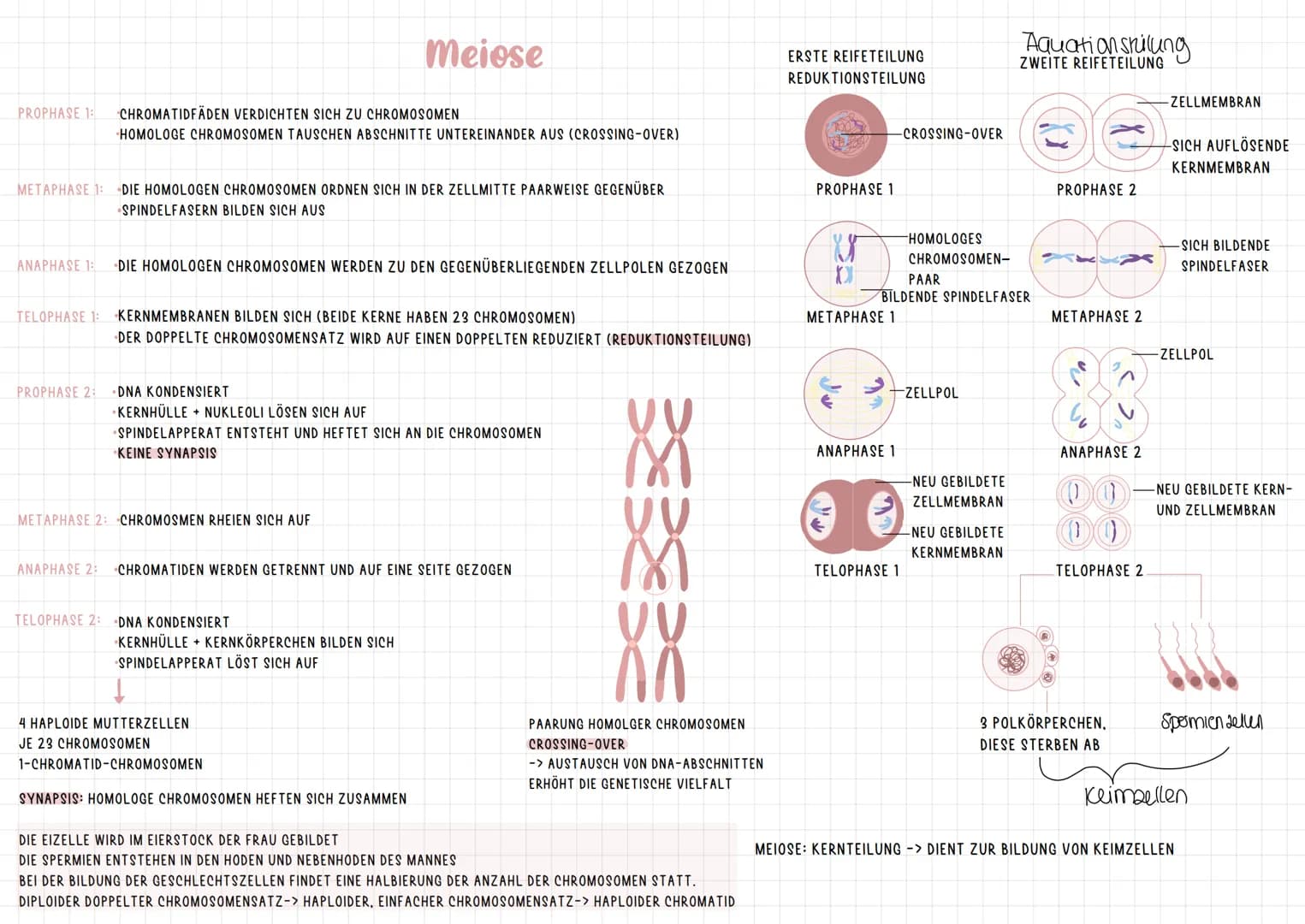 # Chromosomen

CHROMATID: ZWEI IDENTISCHE CHROMATIDEN BILDEN ZUSAMMEN EIN CHROMOSOM.
SIE SIND AM CENTROMER MITEINANDER VERBUNDEN.

CENTROMER