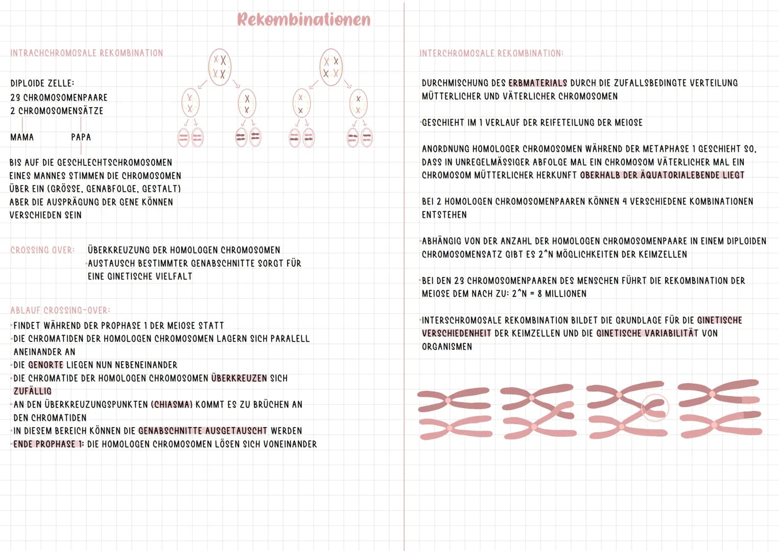 # Chromosomen

CHROMATID: ZWEI IDENTISCHE CHROMATIDEN BILDEN ZUSAMMEN EIN CHROMOSOM.
SIE SIND AM CENTROMER MITEINANDER VERBUNDEN.

CENTROMER