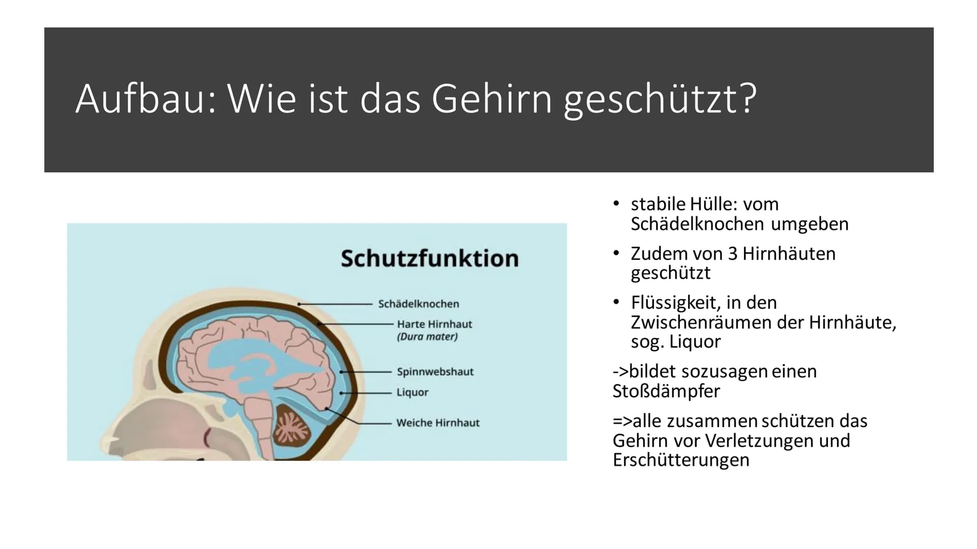 # Aufbau & Funktion des
menschlichen Gehirns
 Inhalt

• Allgemeine Fakten zum Gehirn
• Grundlegender Aufbau des Gehirns
• Schutz des Gehirns