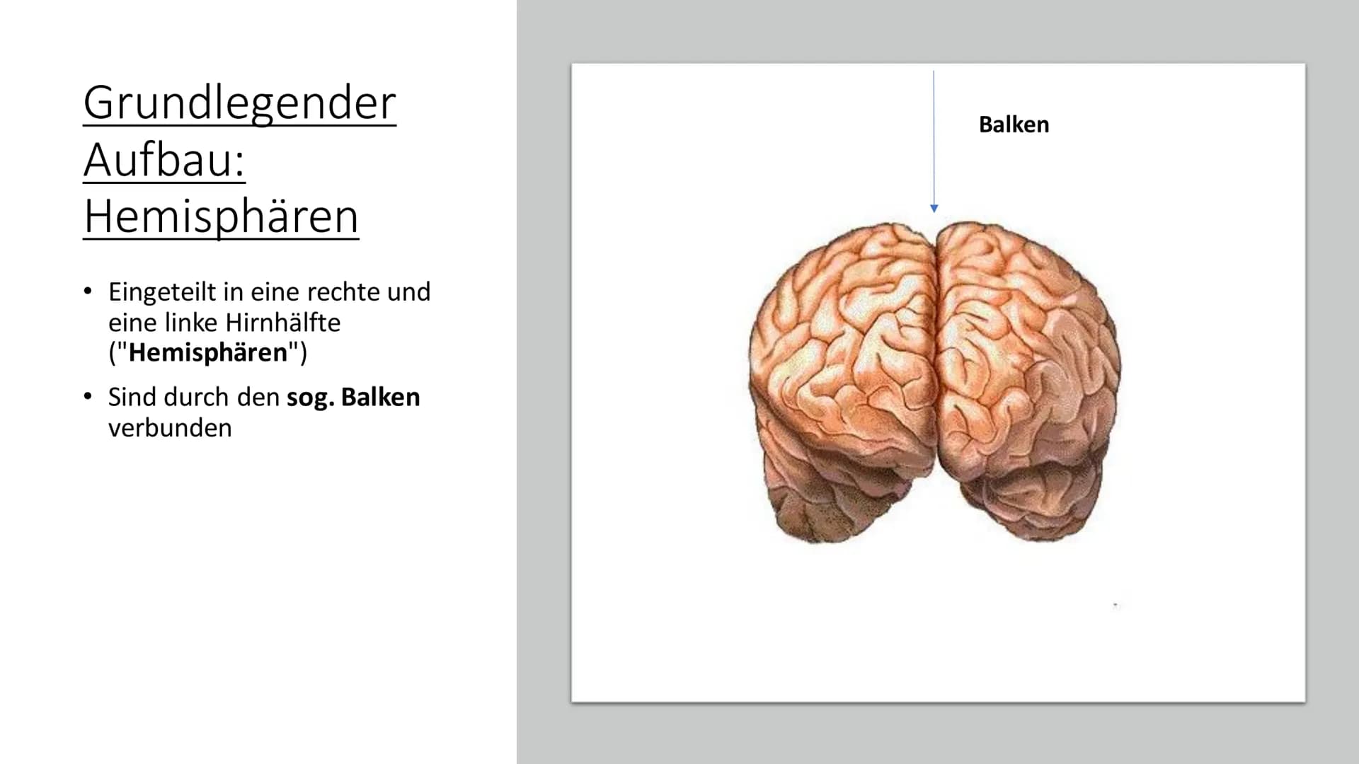 # Aufbau & Funktion des
menschlichen Gehirns
 Inhalt

• Allgemeine Fakten zum Gehirn
• Grundlegender Aufbau des Gehirns
• Schutz des Gehirns