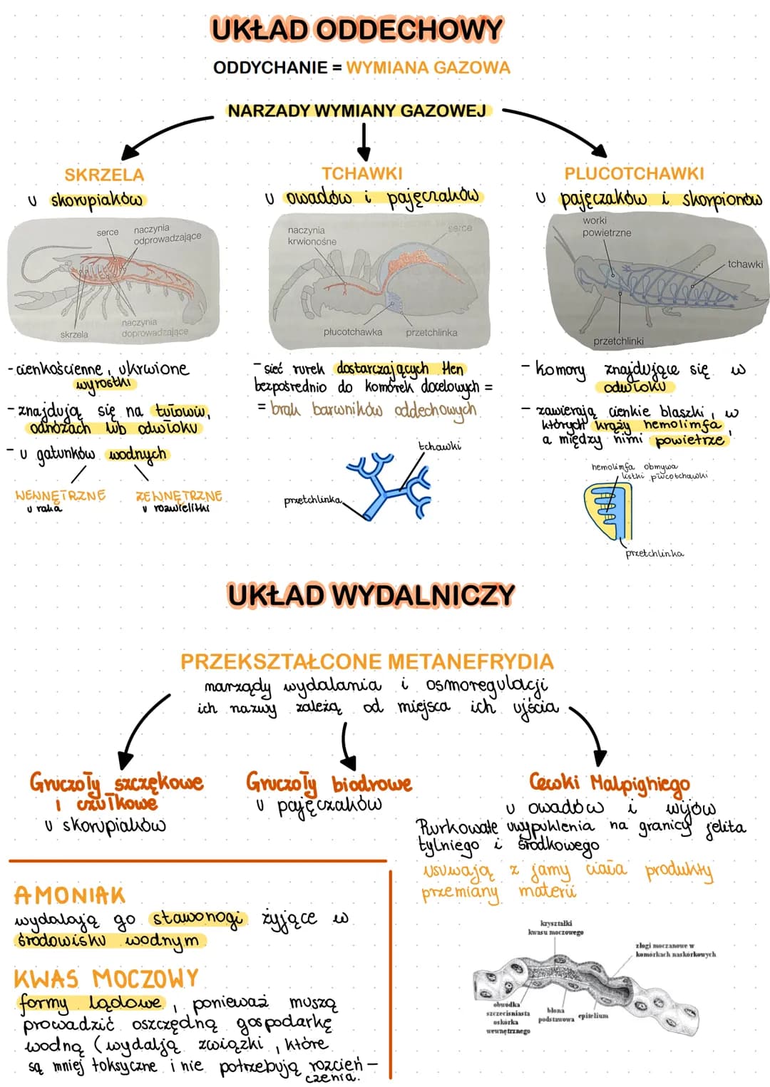 # stawonogi

SKORUPIA大で
szczypcehughna
odnóza kroczne-codient
oczy

PAJECZAKで
szczękoszczóϊκοpodobne

nogogłaszczka-furneje chwytne i
szczęk