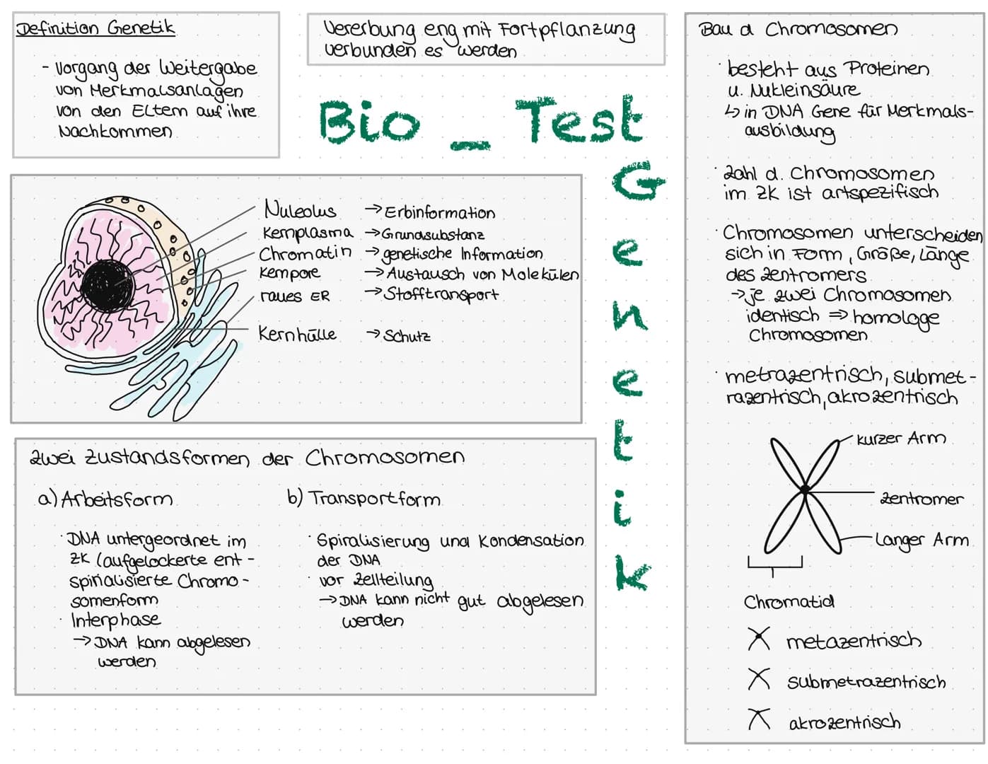 Definition Genetik

- Vorgang der Weitergabe
von Merkmalsanlagen
von den Eltern auf ihre
Nachkommen

Vererbung eng mit Fortpflanzung
verbund