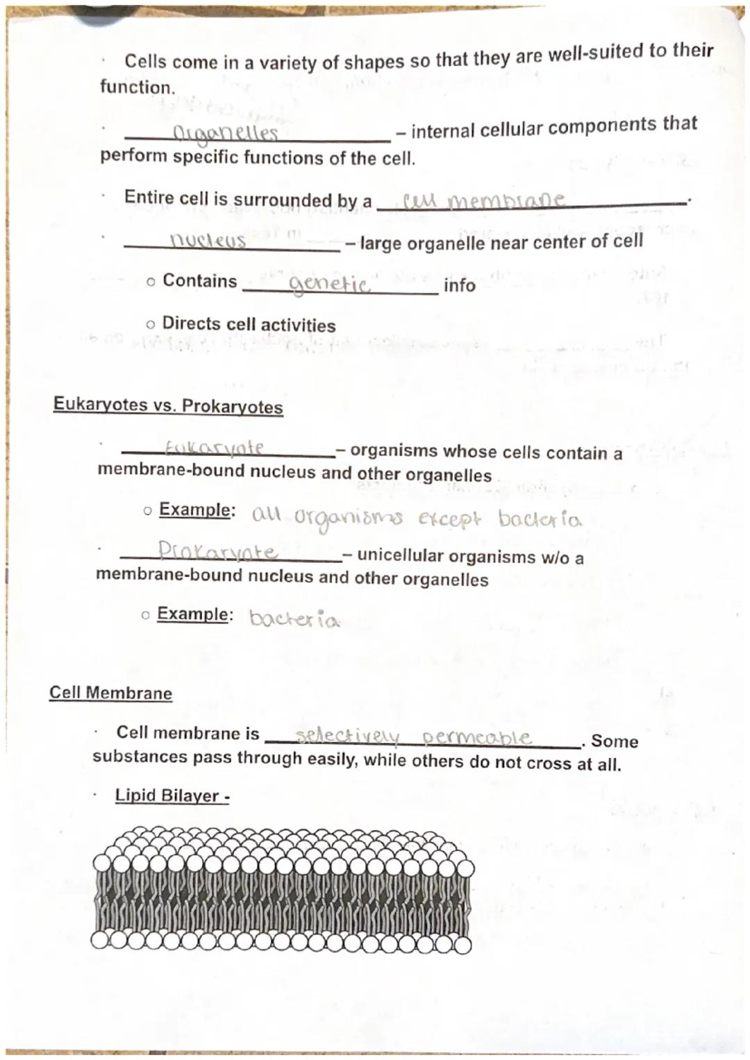Maryanna S.

Biology I Unit 3 Cell Structure, Function, and Transport Notes

Discovery of the Cell

Robert Hooke (English scientist) observe