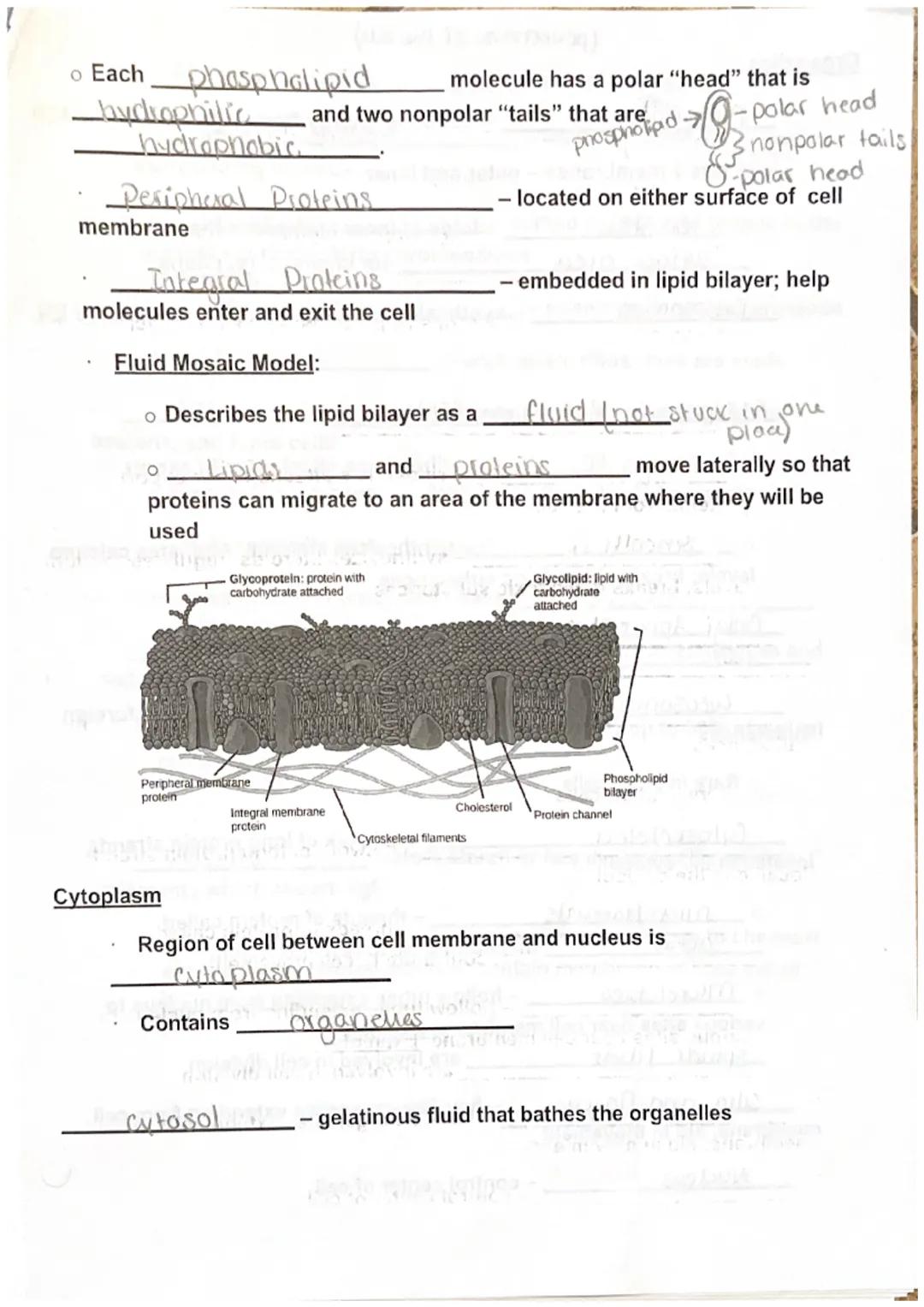 Maryanna S.

Biology I Unit 3 Cell Structure, Function, and Transport Notes

Discovery of the Cell

Robert Hooke (English scientist) observe