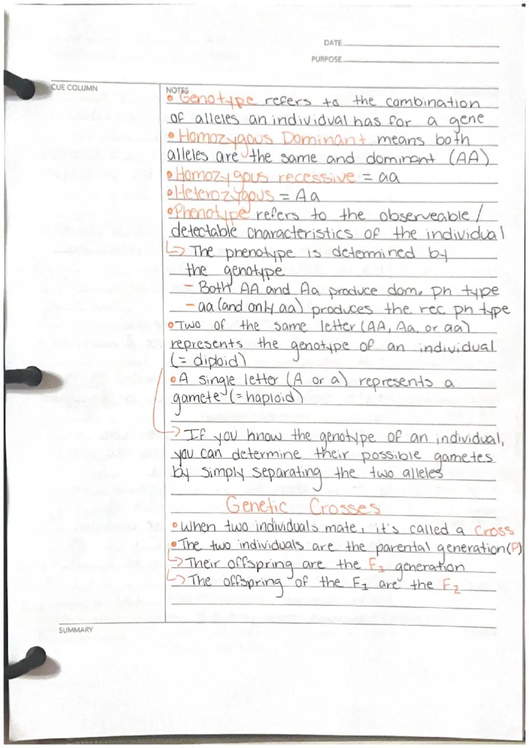 Ch8

CUE COLUMN
Homologous
Chromosomes

69 Alleles
Rr at a gene
SUMMARY

NOTES
DATE
PURPOSE
Laws of Inhen lance
• Genes are heritable units 