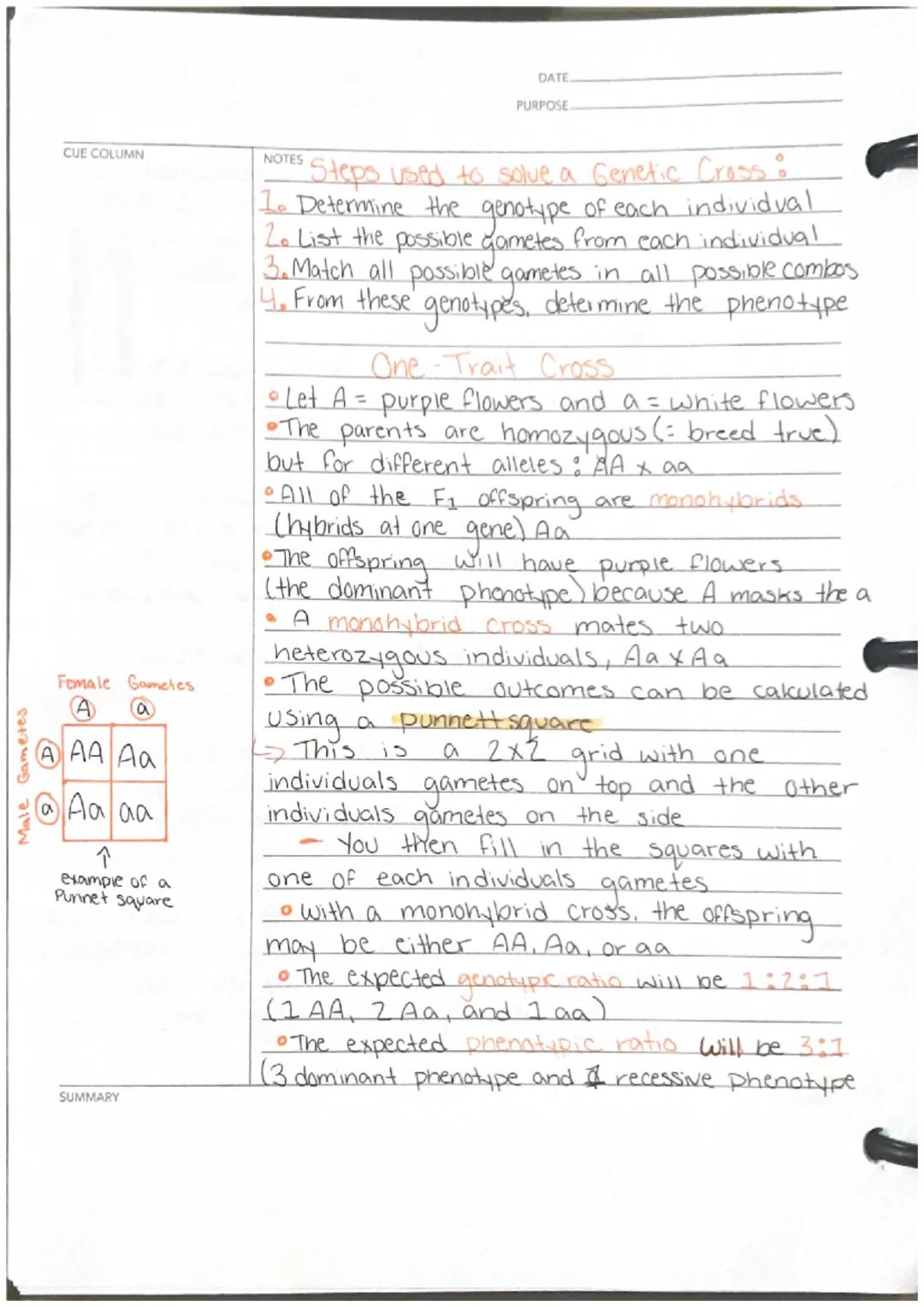 Ch8

CUE COLUMN
Homologous
Chromosomes

69 Alleles
Rr at a gene
SUMMARY

NOTES
DATE
PURPOSE
Laws of Inhen lance
• Genes are heritable units 