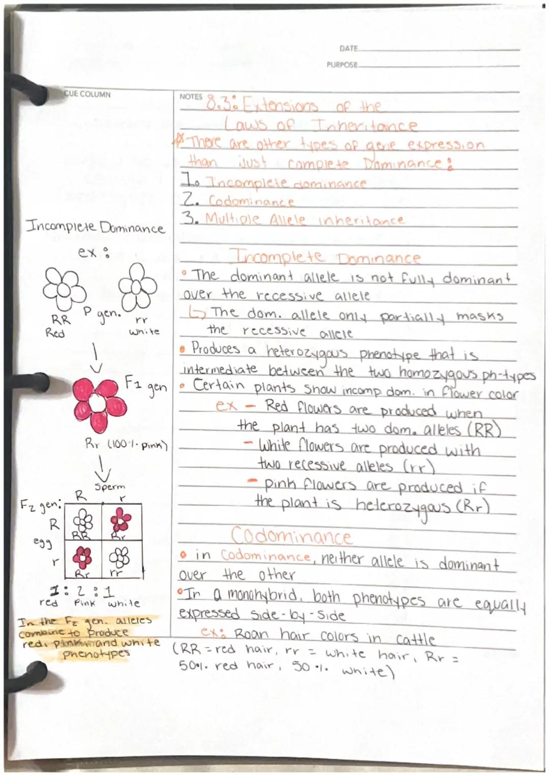 Ch8

CUE COLUMN
Homologous
Chromosomes

69 Alleles
Rr at a gene
SUMMARY

NOTES
DATE
PURPOSE
Laws of Inhen lance
• Genes are heritable units 
