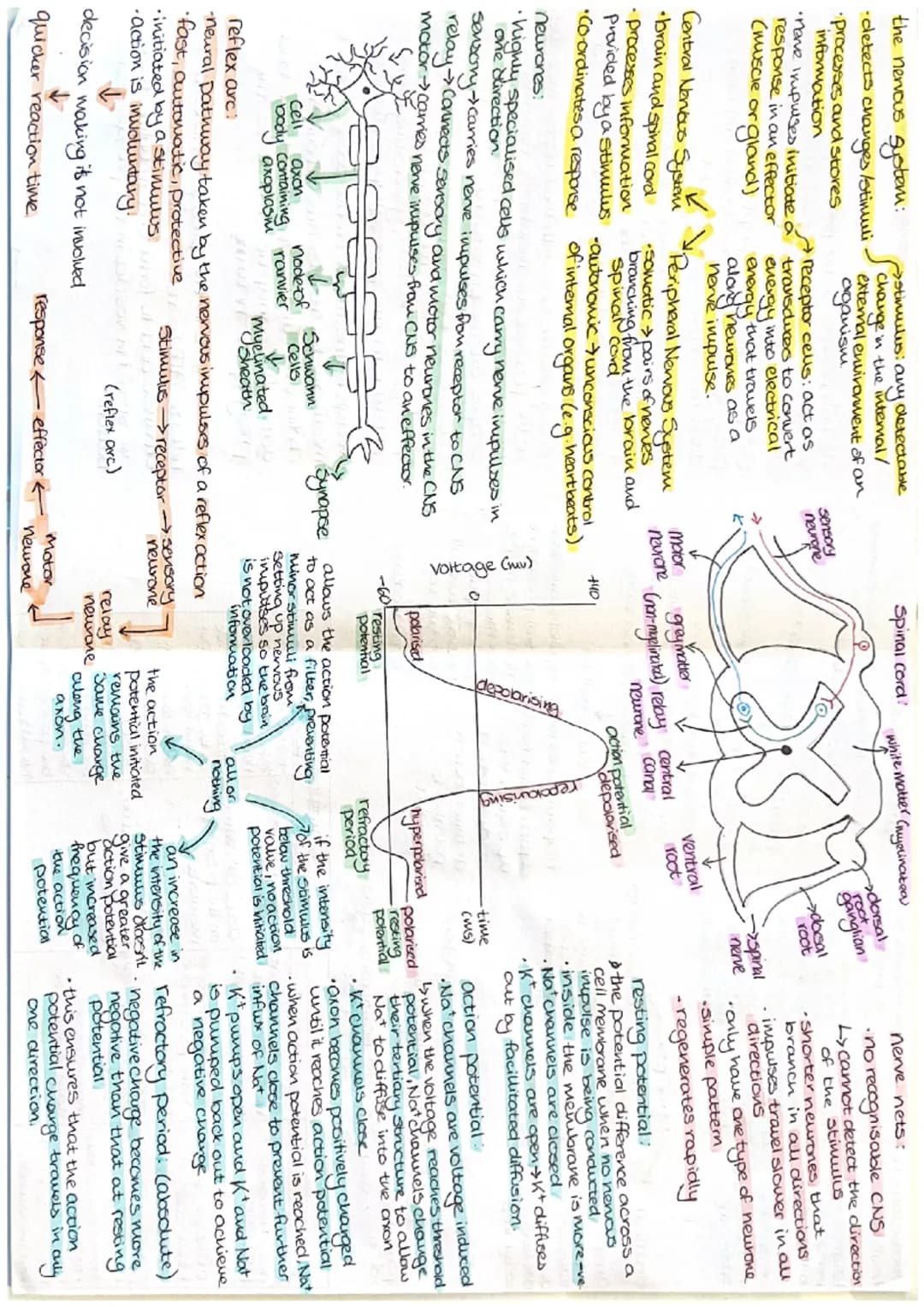 the nervous system:

stimulus: any detectable
change in the intermal/
external environment of an
organism
-detects changes Istimuli exte
•pr