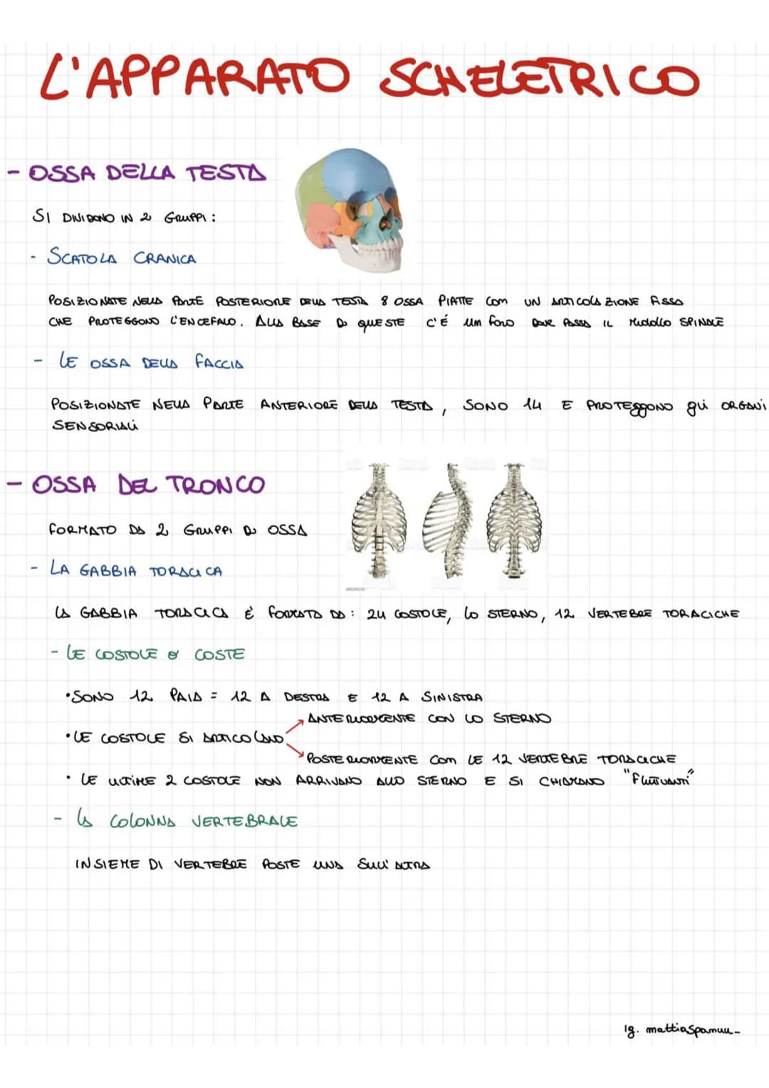# L'APPARATO SCHELETRICO

- OSSA DELLA TESTA

SI DINIDONO IN 2 GRUPPI:

SCATOLA CRANICA

POSIZIONATE NEUS PARTE POSTERIORE DEUS TESTA 8 OSSA