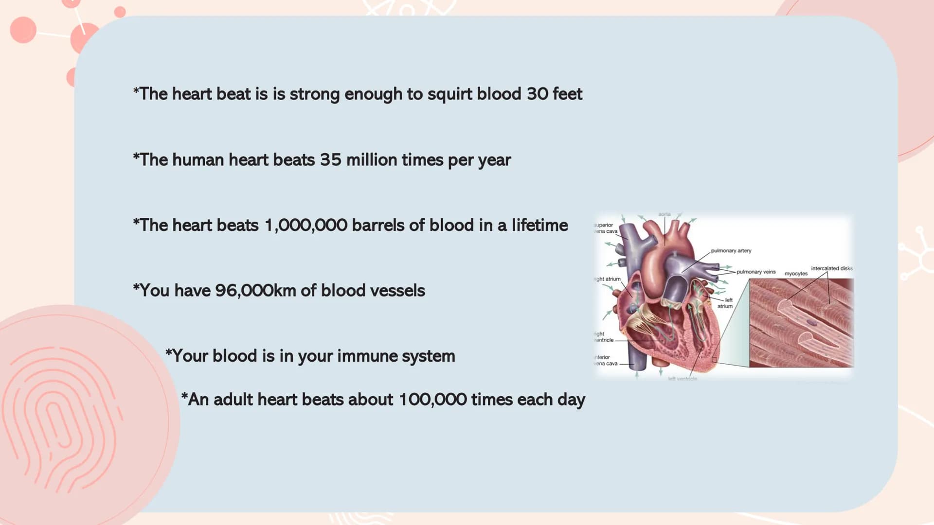 # TYPES OF
# MUSCLES # What are the muscles?

The muscles of the human muscular system are composed of a kind of elastic
tissue. Every movem