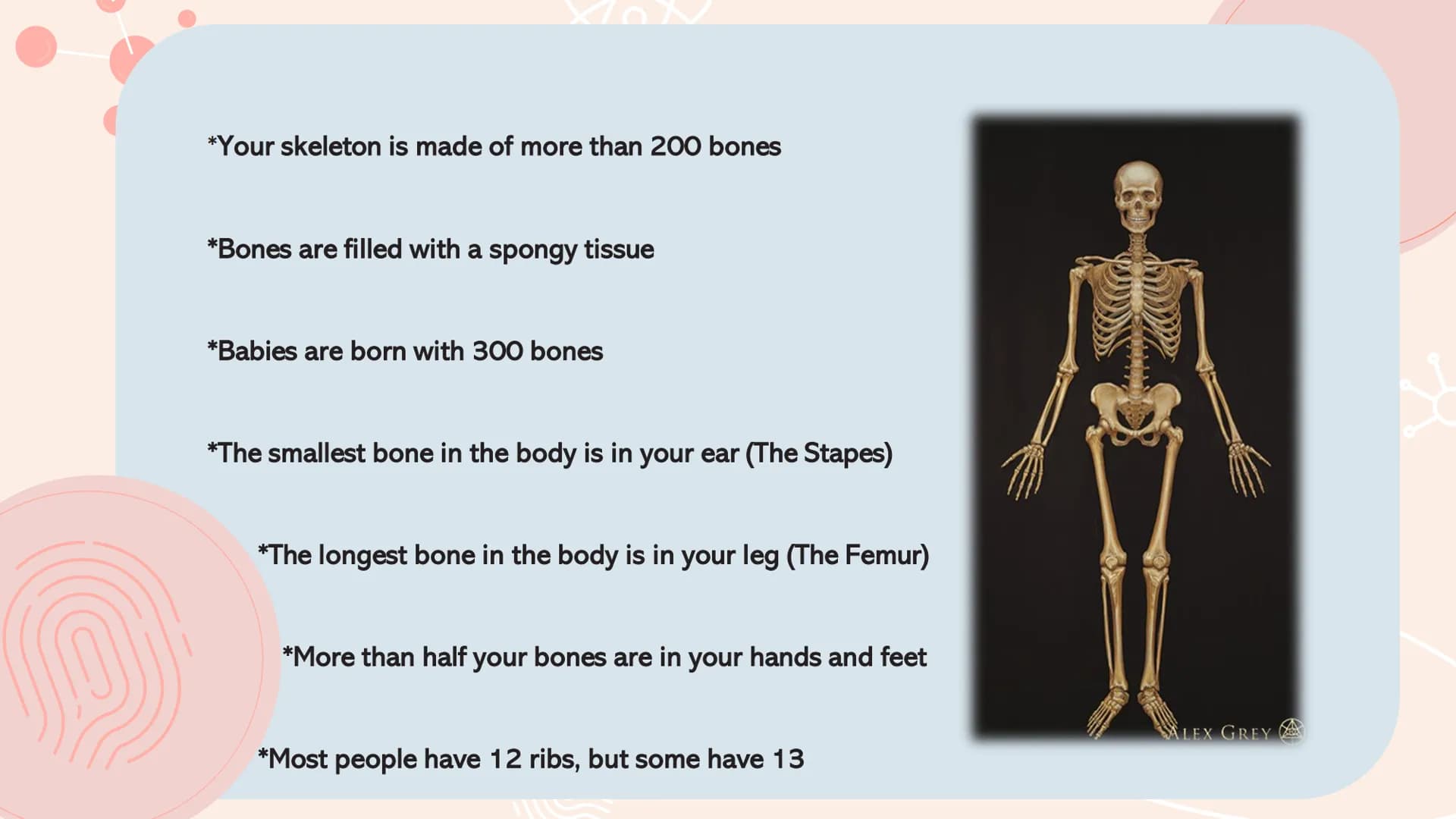 # TYPES OF
# MUSCLES # What are the muscles?

The muscles of the human muscular system are composed of a kind of elastic
tissue. Every movem
