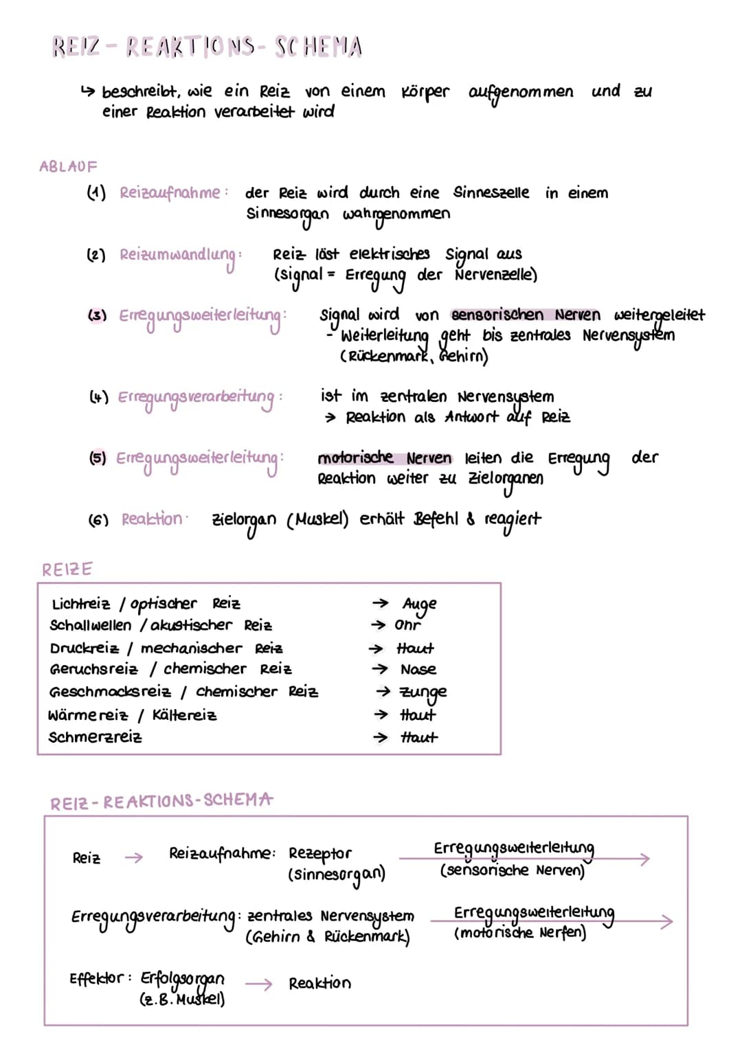 # REIZ-REAKTIONS-SCHEMA

→ beschreibt, wie ein Reiz von einem Körper aufgenommen und zu
einer Reaktion verarbeitet wird

ABLAUF

(1) Reizauf