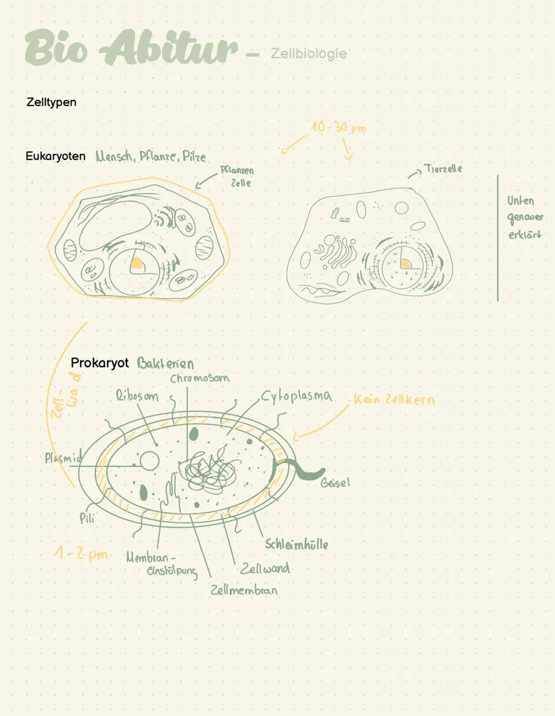 Abi - Biologie # Bio Abitur - Zellbiologie

Zelltypen

10-30 μπ
Tierzelle
Eukaryoten Mensch, Pflanze, Pilze
Pflanzen
Zelle

Prokaryot Bakter