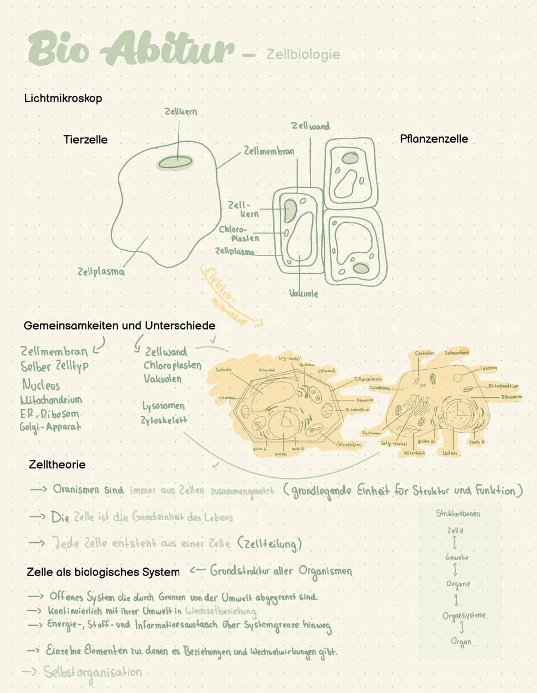 Abi - Biologie # Bio Abitur - Zellbiologie

Zelltypen

10-30 μπ
Tierzelle
Eukaryoten Mensch, Pflanze, Pilze
Pflanzen
Zelle

Prokaryot Bakter