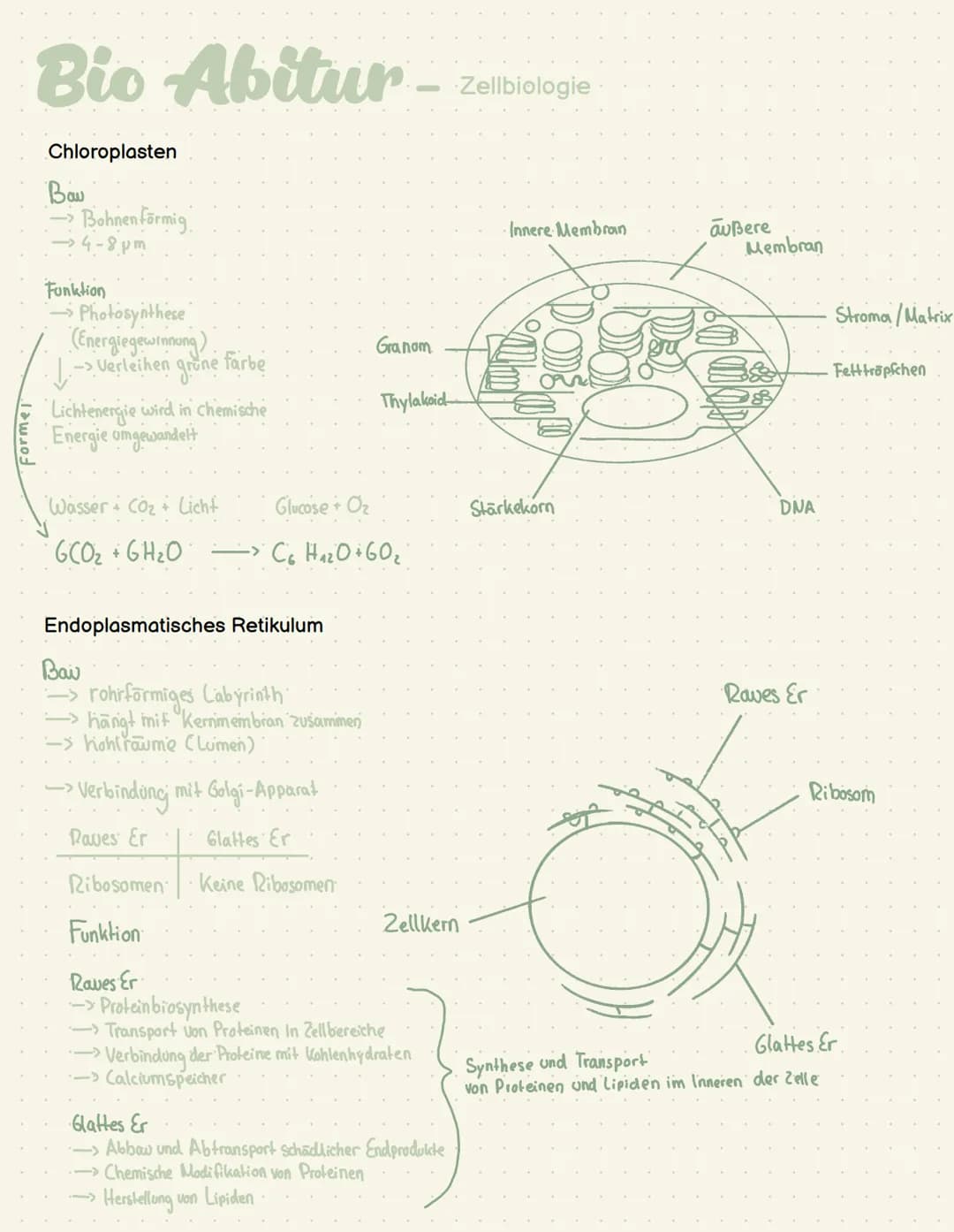 Abi - Biologie # Bio Abitur - Zellbiologie

Zelltypen

10-30 μπ
Tierzelle
Eukaryoten Mensch, Pflanze, Pilze
Pflanzen
Zelle

Prokaryot Bakter