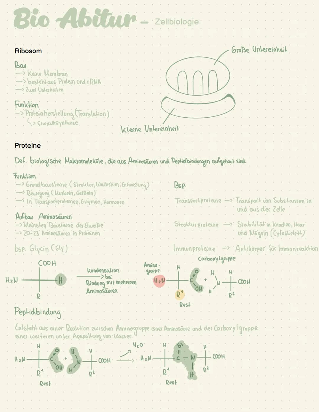Abi - Biologie # Bio Abitur - Zellbiologie

Zelltypen

10-30 μπ
Tierzelle
Eukaryoten Mensch, Pflanze, Pilze
Pflanzen
Zelle

Prokaryot Bakter