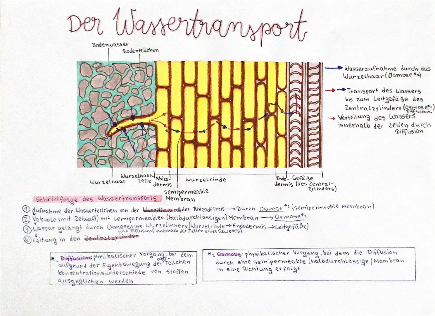 # Der Wassertransport

Bodenwasser

Bodenteilchen

Wurzelhaar
Wurzelhaartnit
zelle

Wurzelrinde
dermis

Semipermeable

Wasseraufnahme durch 