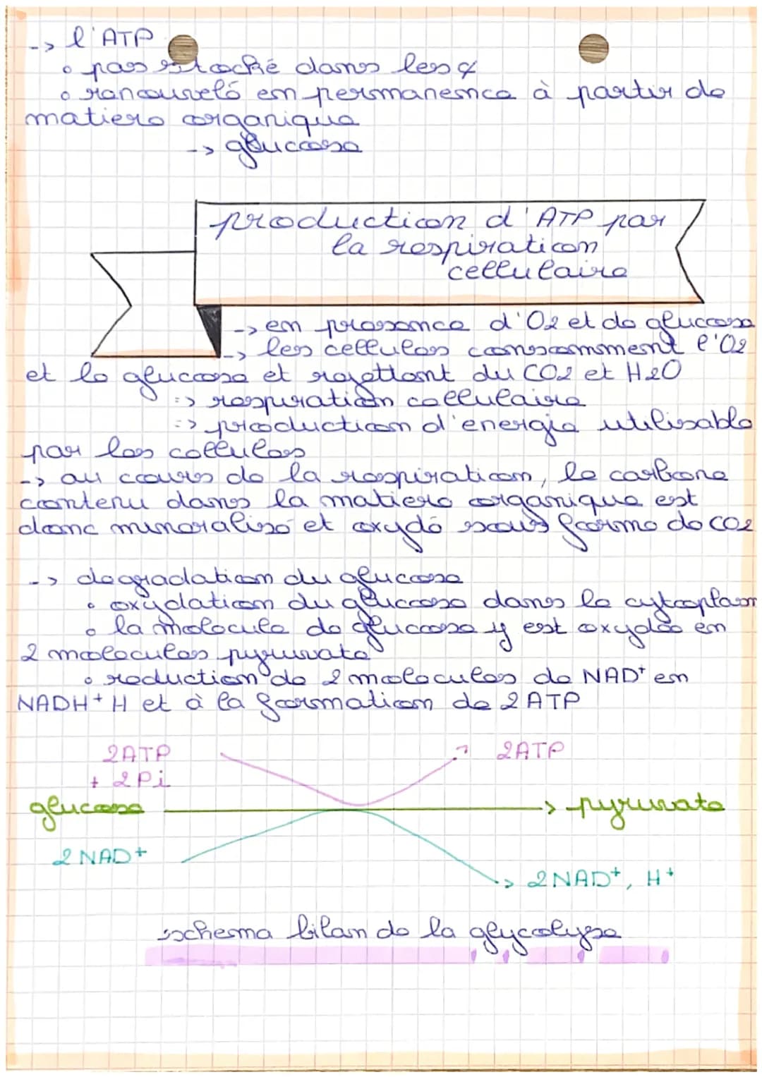 NEURO
chapy

definition

• respiraticom collulaire degradaticon complota.
degradation complota
du afuccosa en prasance d'
d'oxygene,
η
una l