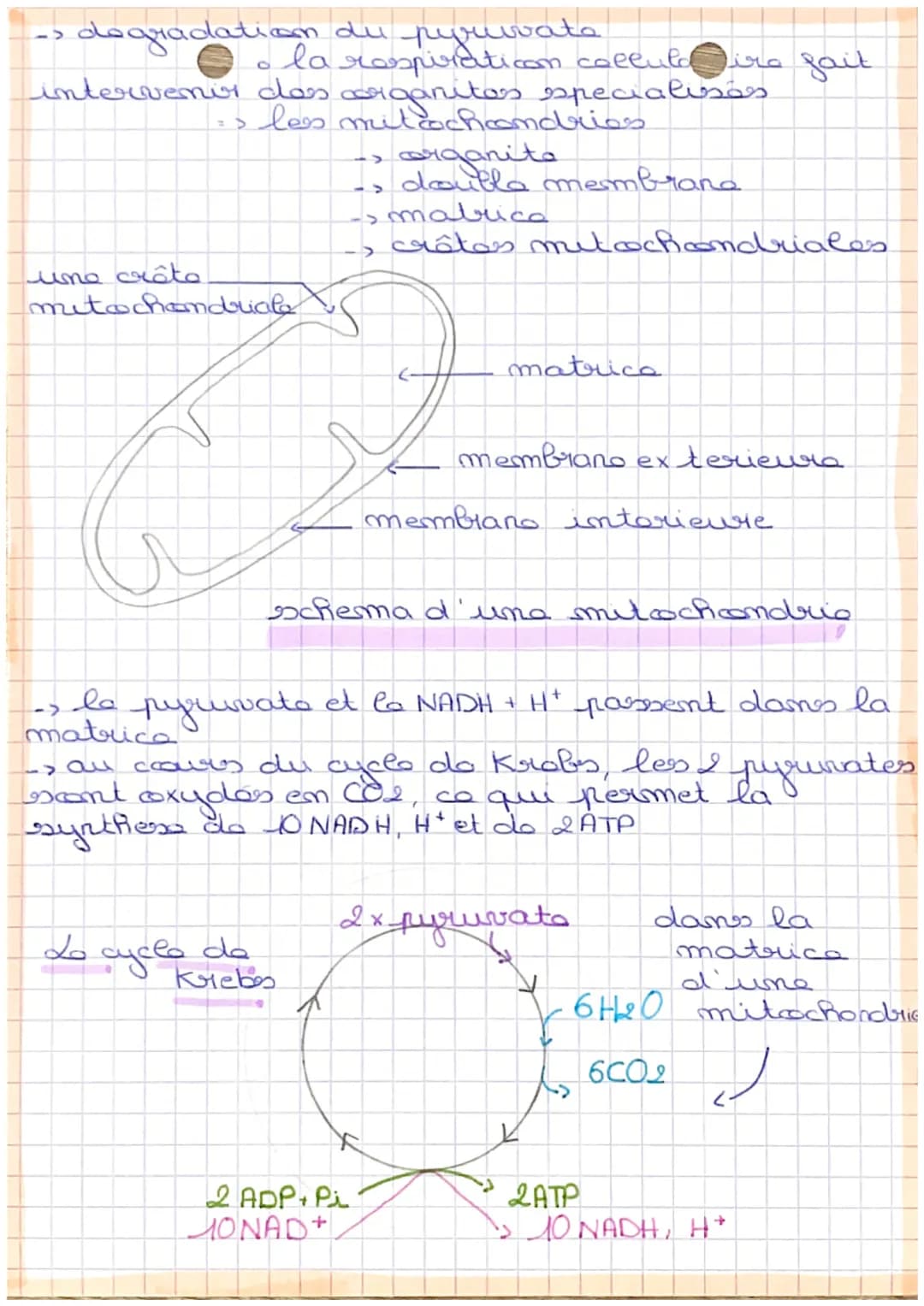 NEURO
chapy

definition

• respiraticom collulaire degradaticon complota.
degradation complota
du afuccosa en prasance d'
d'oxygene,
η
una l