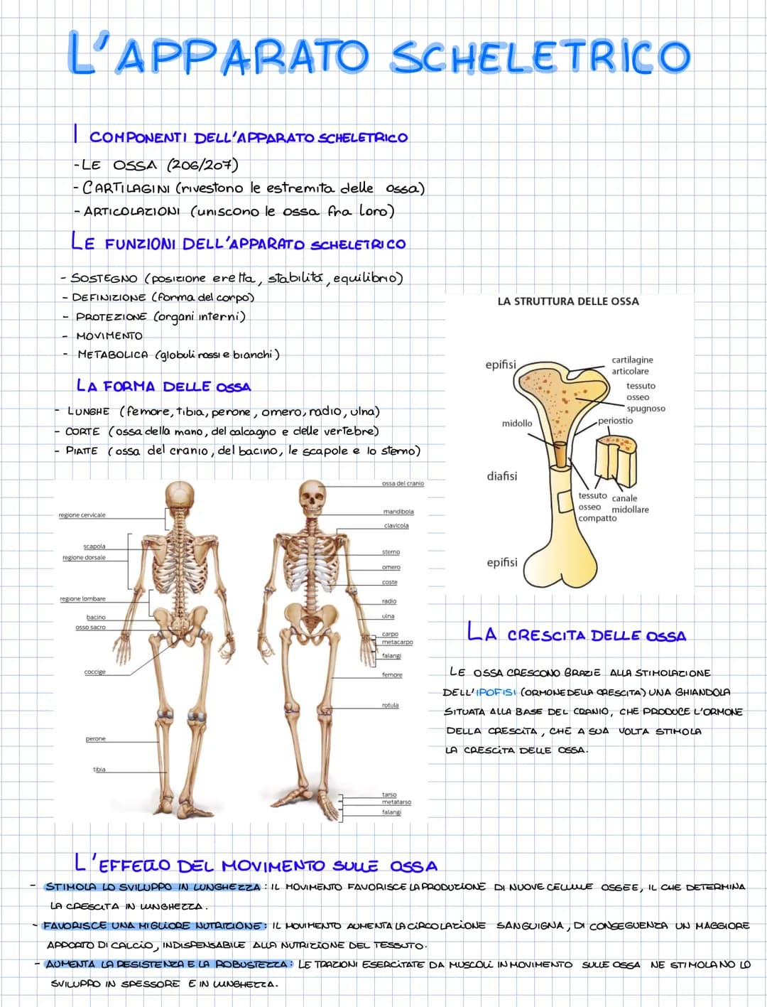 # L'APPARATO SCHELETRICO

COMPONENTI DELL'APPARATO SCHELETRICO
-LE OSSA (206/207)
-CARTILAGINI (rivestono le estremita delle ossa)
- ARTICOL
