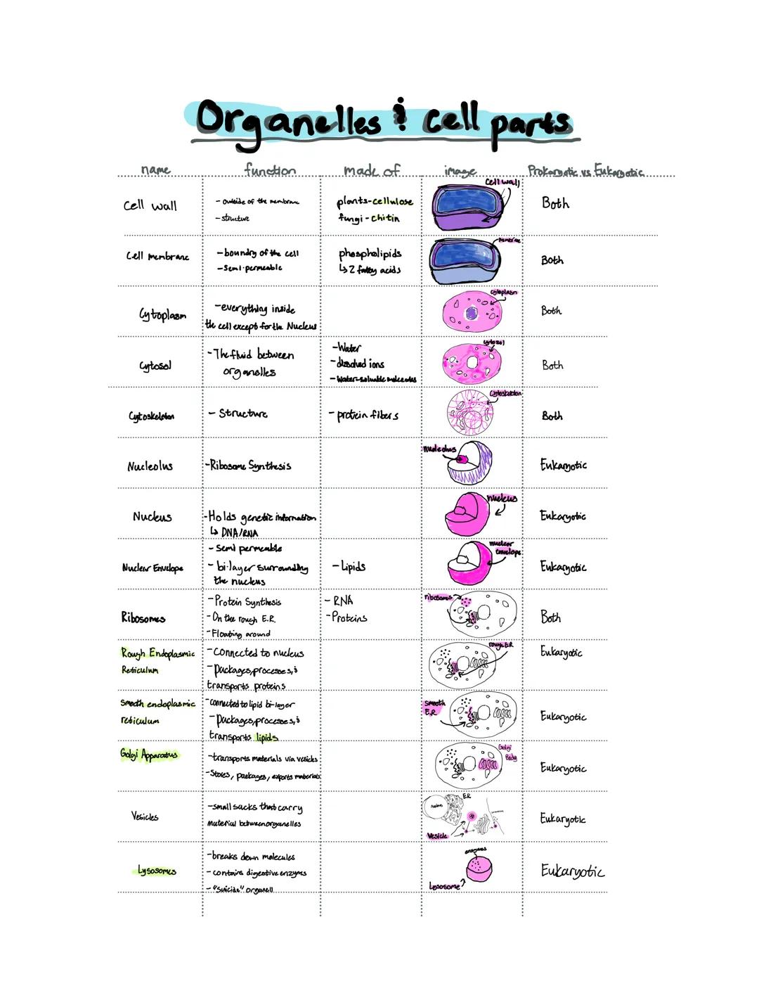 # Organelles cell parts

| name             | function                                                                 | made of            