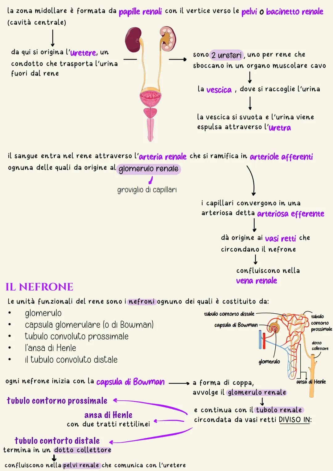 # Apparato urinario

L'apparato urinario (o escretore) è l'insieme degli organi e delle strutture il
cui compito è quello di filtrare il san