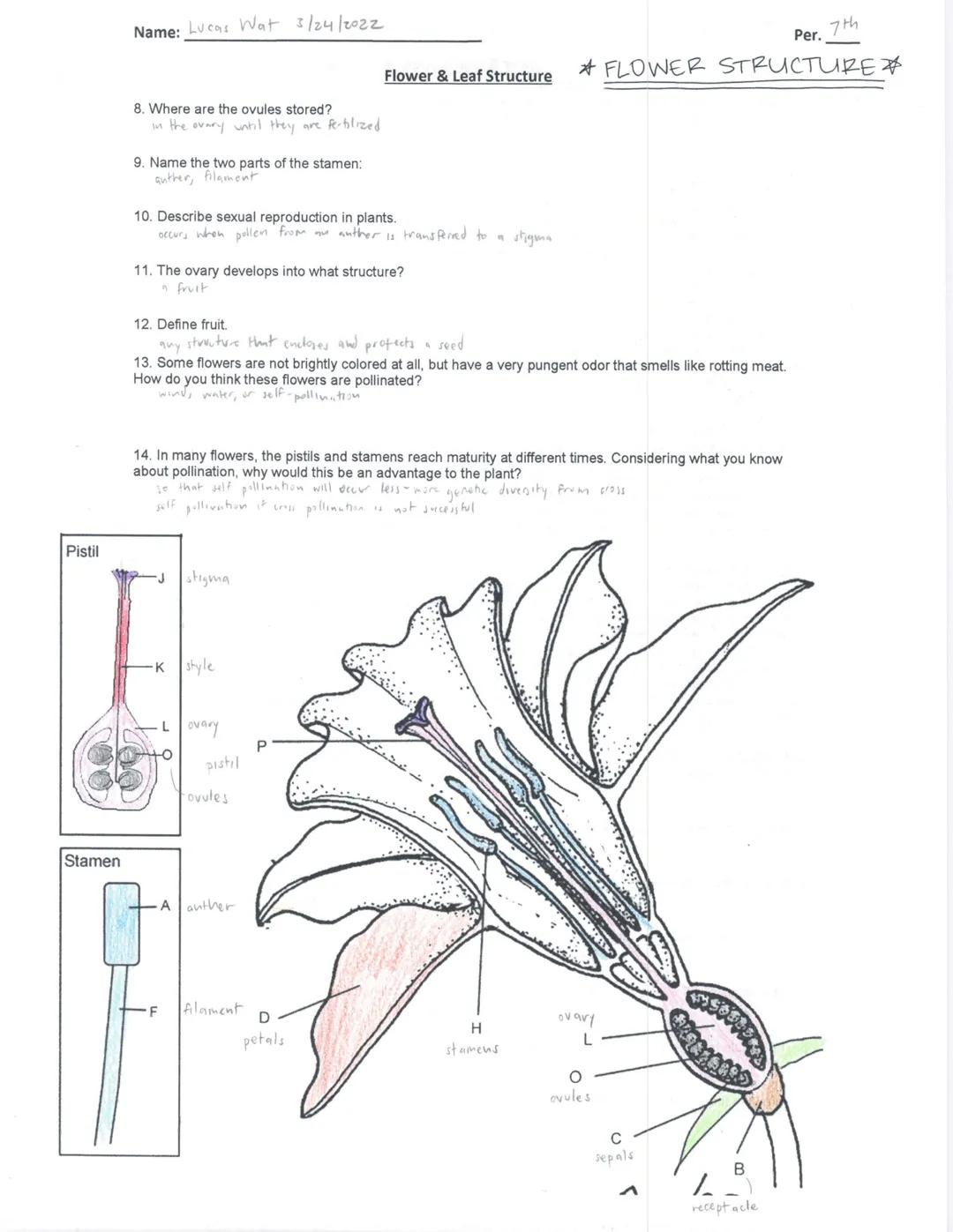 Flower & Leaf Structure
# Flower Structure and Reproduction
*FLOWER STRUCTURE*
Flowers are the plant's reproductive structures. Angiosperms 