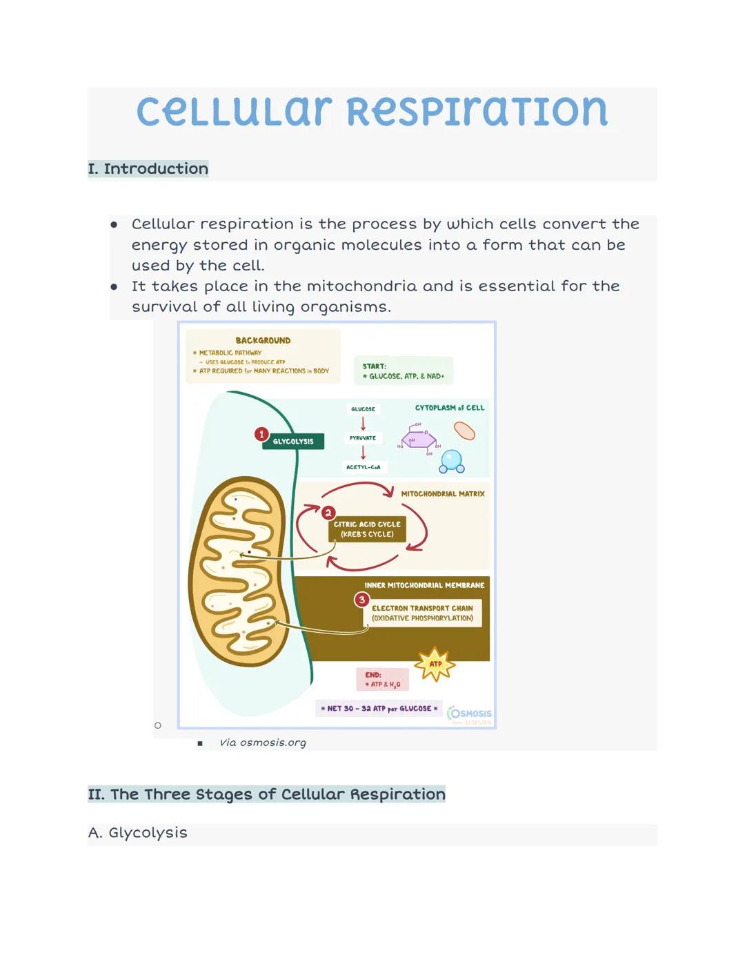 # CELLULAr Respiration

I. Introduction

- Cellular respiration is the process by which cells convert the
energy stored in organic molecules