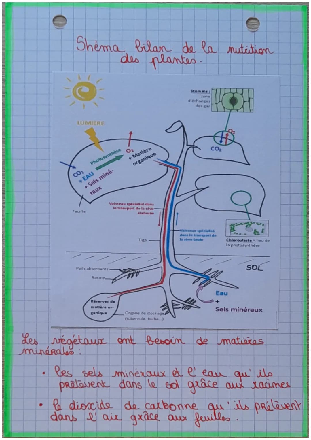 ## SVT

- La nutrition des végétaux.

4
e
On sait que les êtres vivanto ont besoin
de se nourrir pour vivre ce qui leur
fonctionnement fe
ap