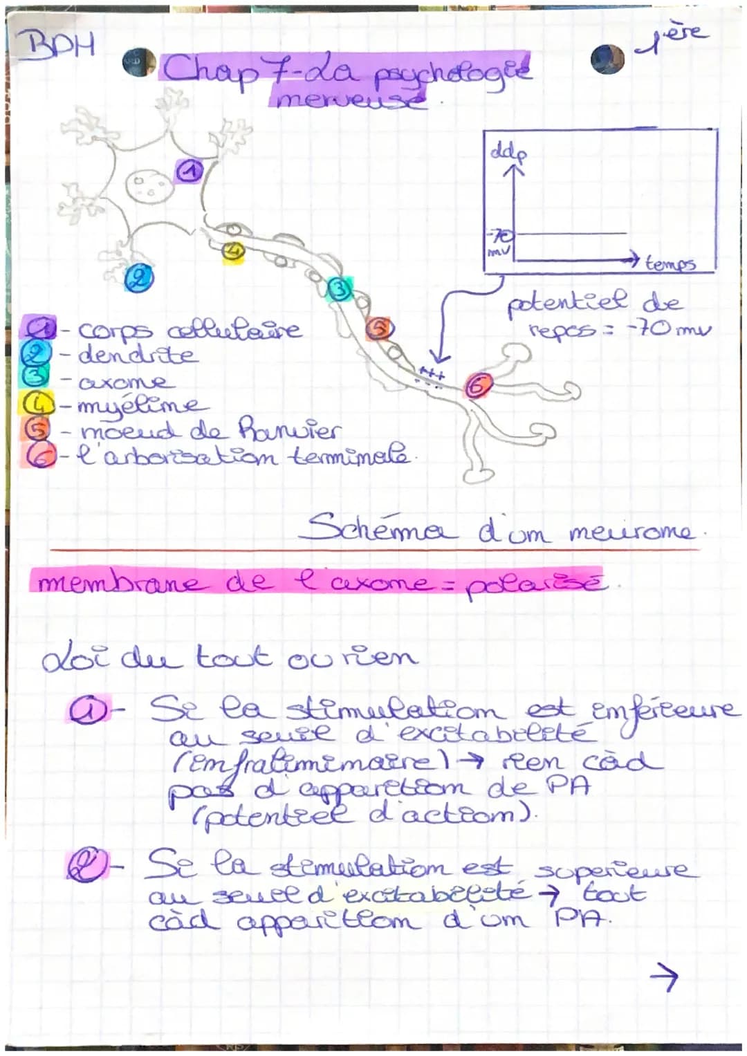 BPH
Chap 7-da psychologie
merveuse
-corps cellulaire
dendrite
axome
Q-myélime
⑤-moend de Ranvier
6-l'arborisation terminale.
+++
dde
fère
mu