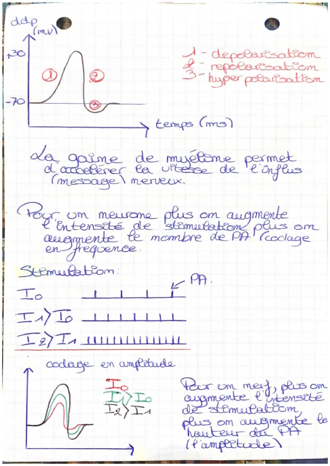 BPH
Chap 7-da psychologie
merveuse
-corps cellulaire
dendrite
axome
Q-myélime
⑤-moend de Ranvier
6-l'arborisation terminale.
+++
dde
fère
mu
