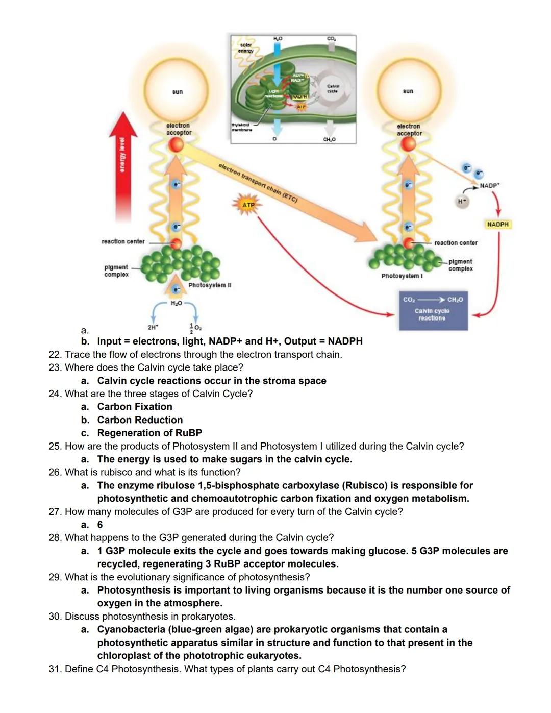 # BIOL 1406 CH 7 Photosynthesis Outline

Learning Outcomes:

Photosynthetic Organisms

Explain how autotrophs are able to produce their own 