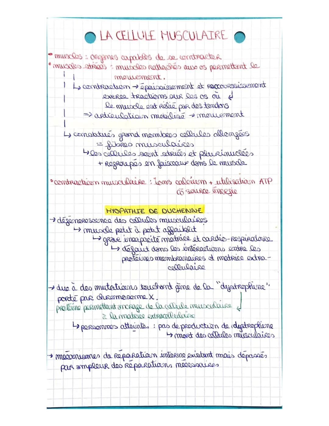 # LA CELLULE MUSCULAIRE

*   muscles: Ongames capables de se contracter
*   muscles atrices muscles Rattachés aux es permettant le

    11

