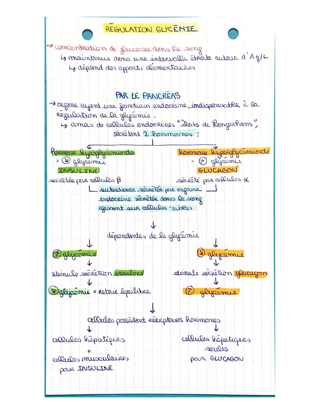 # LA CELLULE MUSCULAIRE

*   muscles: Ongames capables de se contracter
*   muscles atrices muscles Rattachés aux es permettant le

    11


