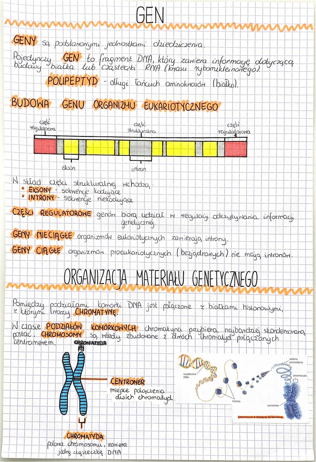 # GEN

GENY sa, podstanorrymi jednostkami dziedziczenia.
Pojedynczy
GEN to fragment DNA, który zanie zawiera informaye, dotyczącą
budowy bia