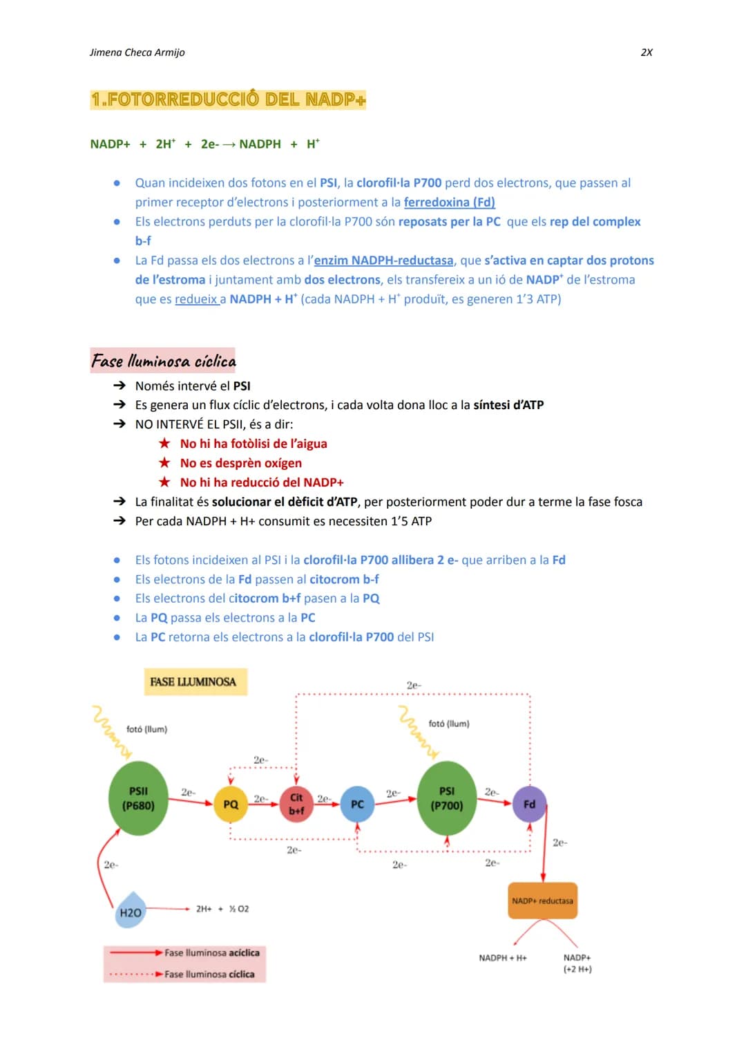 Jimena Checa Armijo

ANABOLISME AUTOTROF

Què és l'ANABOLISME? Via constructiva del metabolisme, és a dir, es fa una síntesi de
molècules co