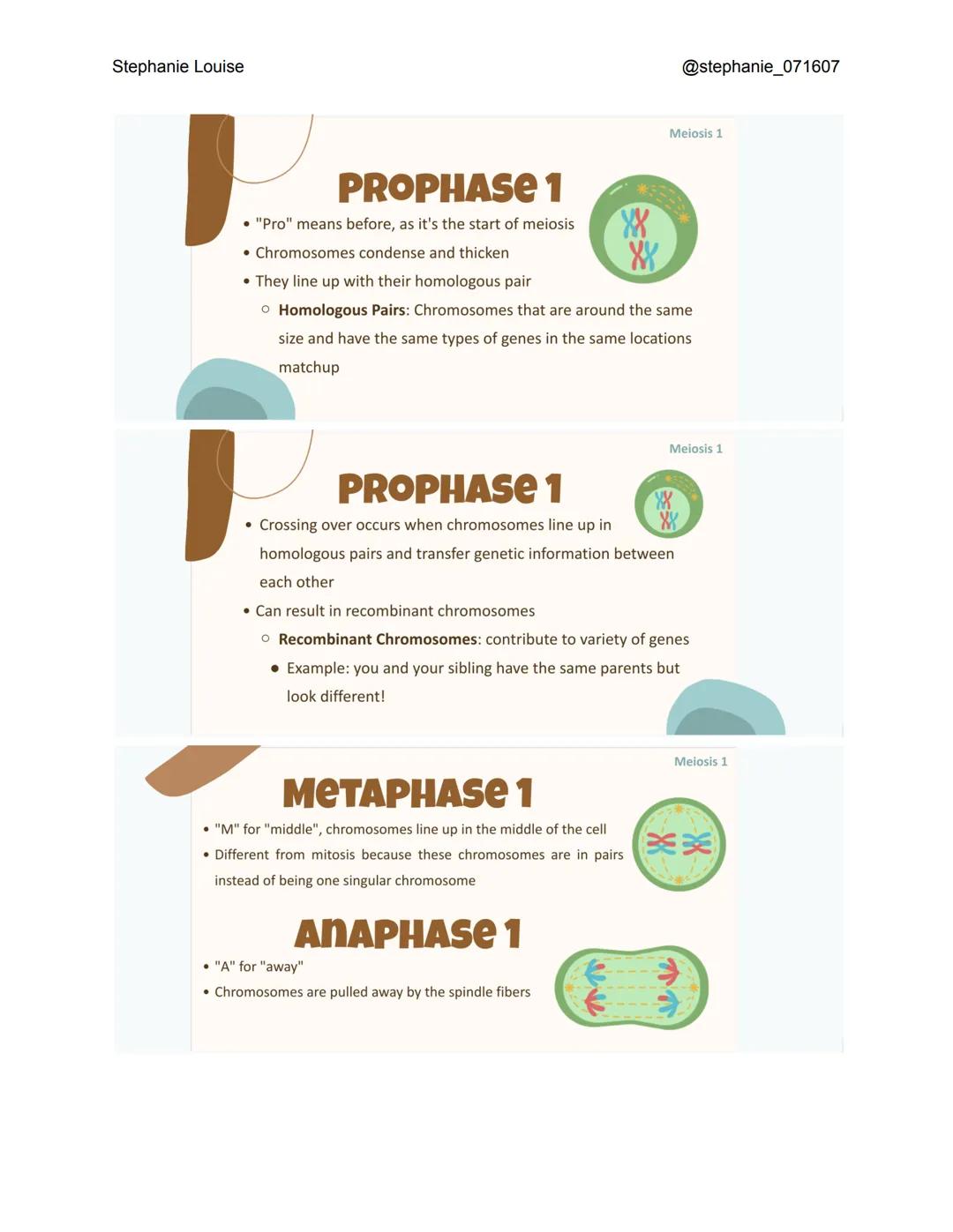Stephanie Louise

INTRODUCTION TO
MEIOSIS
THE LIVING EARTH

XX
XX
XX
300

INTERPHASE
*   Like in mitosis, interphase occurs before meiosis e