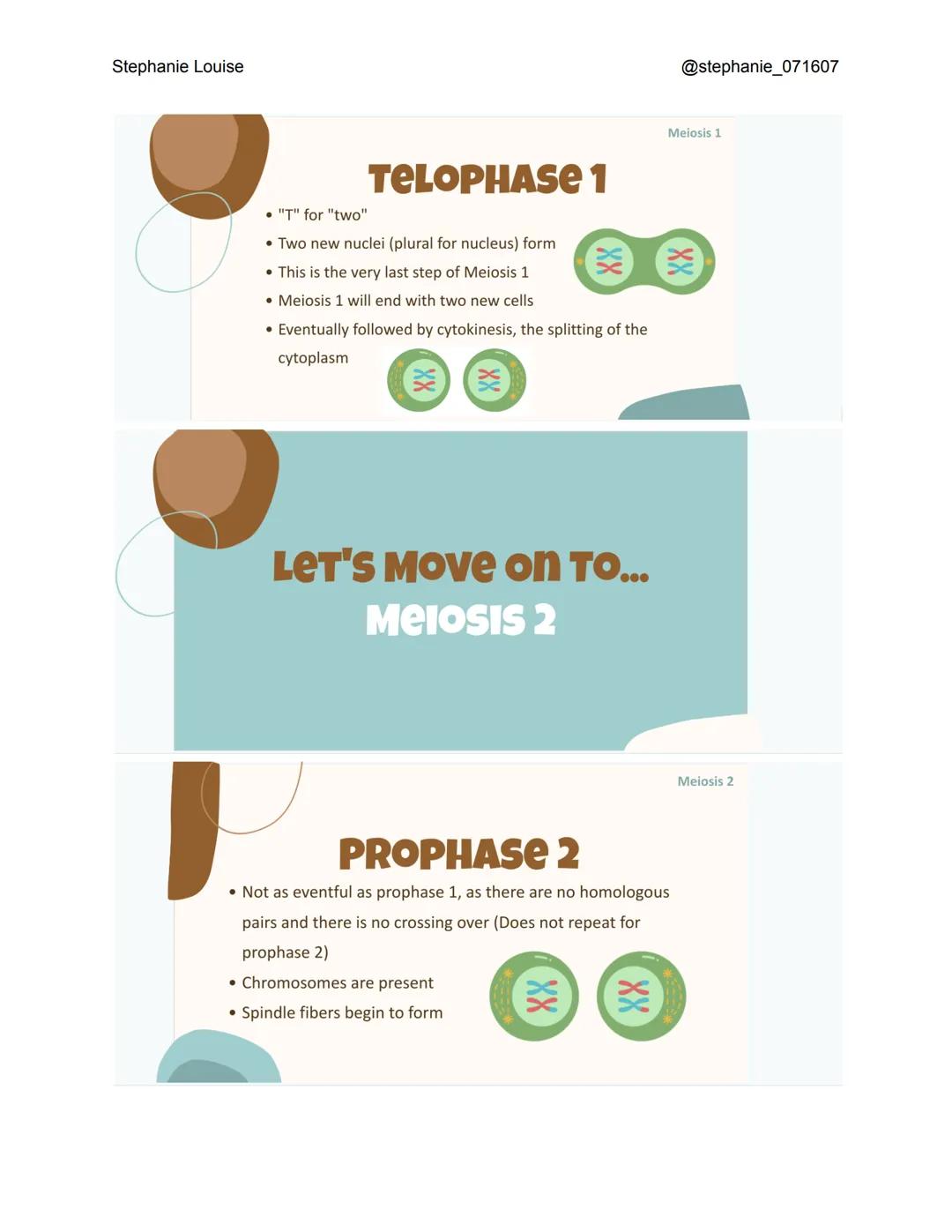 Stephanie Louise

INTRODUCTION TO
MEIOSIS
THE LIVING EARTH

XX
XX
XX
300

INTERPHASE
*   Like in mitosis, interphase occurs before meiosis e
