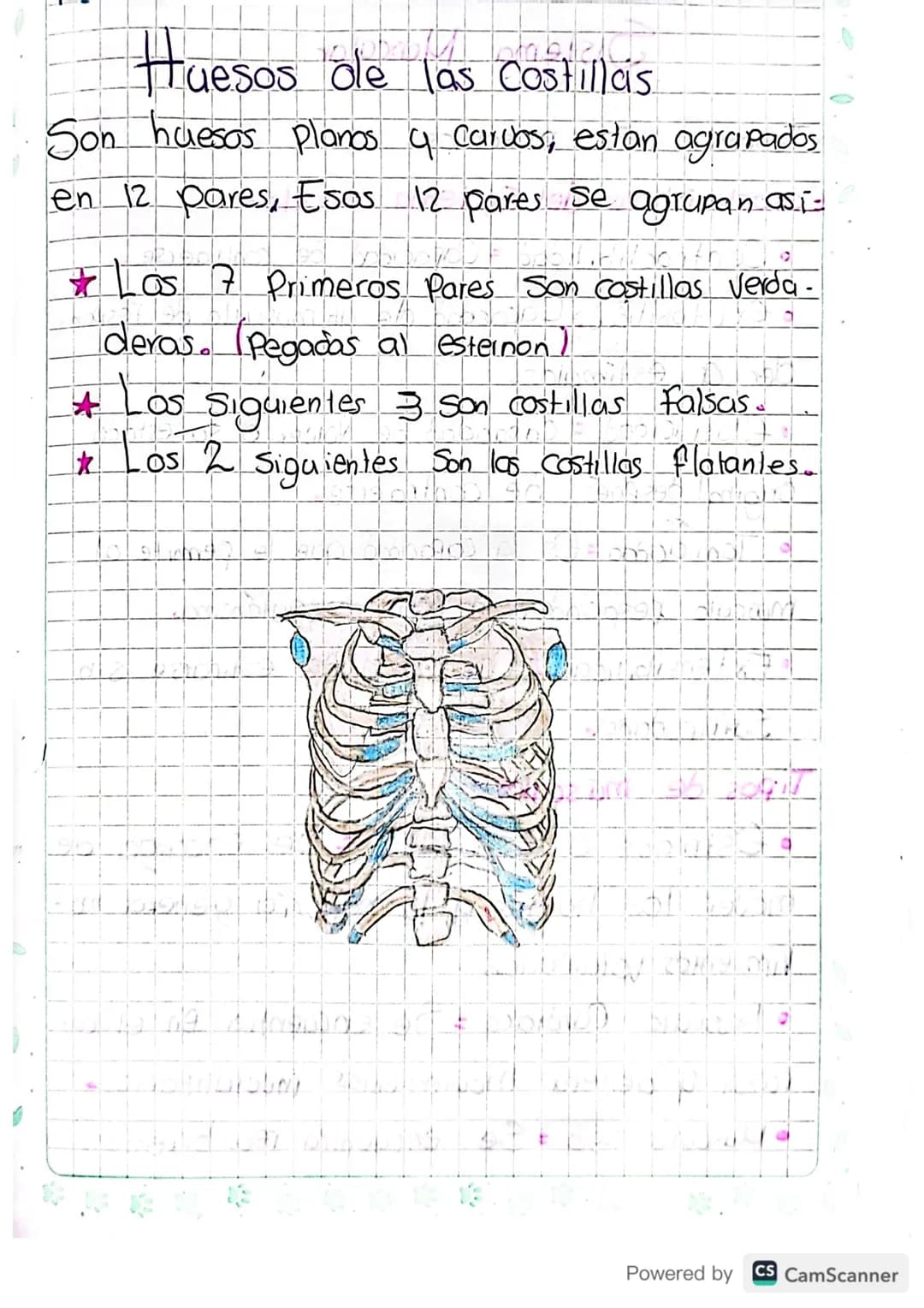 Sistema Oseo

Conformado
Por:

-
Huesos
-
Cartilago
-
Gigamento
-
Articulación

¿Como se forman ?

Mediante un proceso llamado/Osificación:
