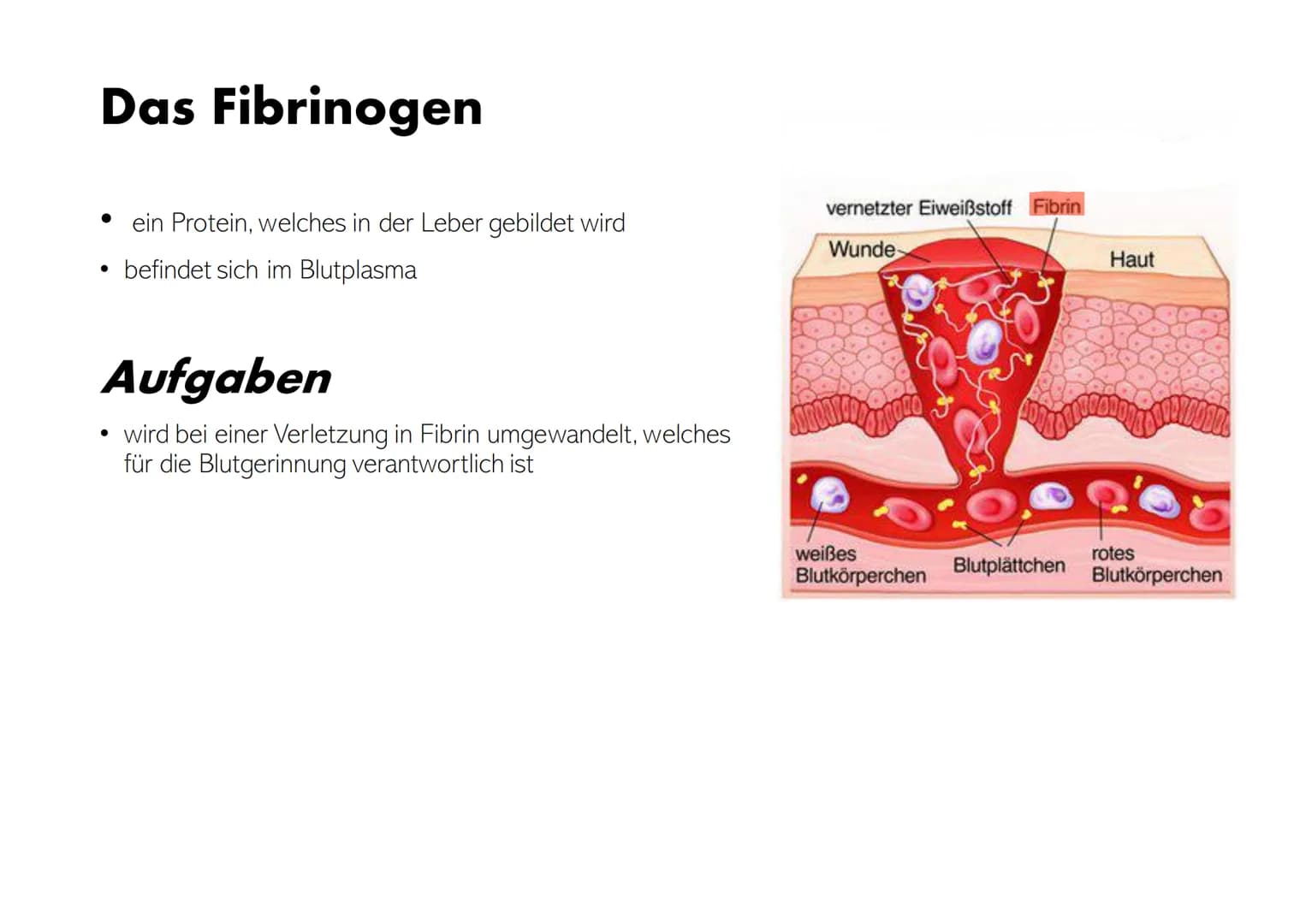 # Die Zusammensetzung und Aufgaben des Blutes Gliederung

• Was ist eigentlich Blut?
• Zusammensetzungen & Aufgaben von Blut
• Blutplasma
• 