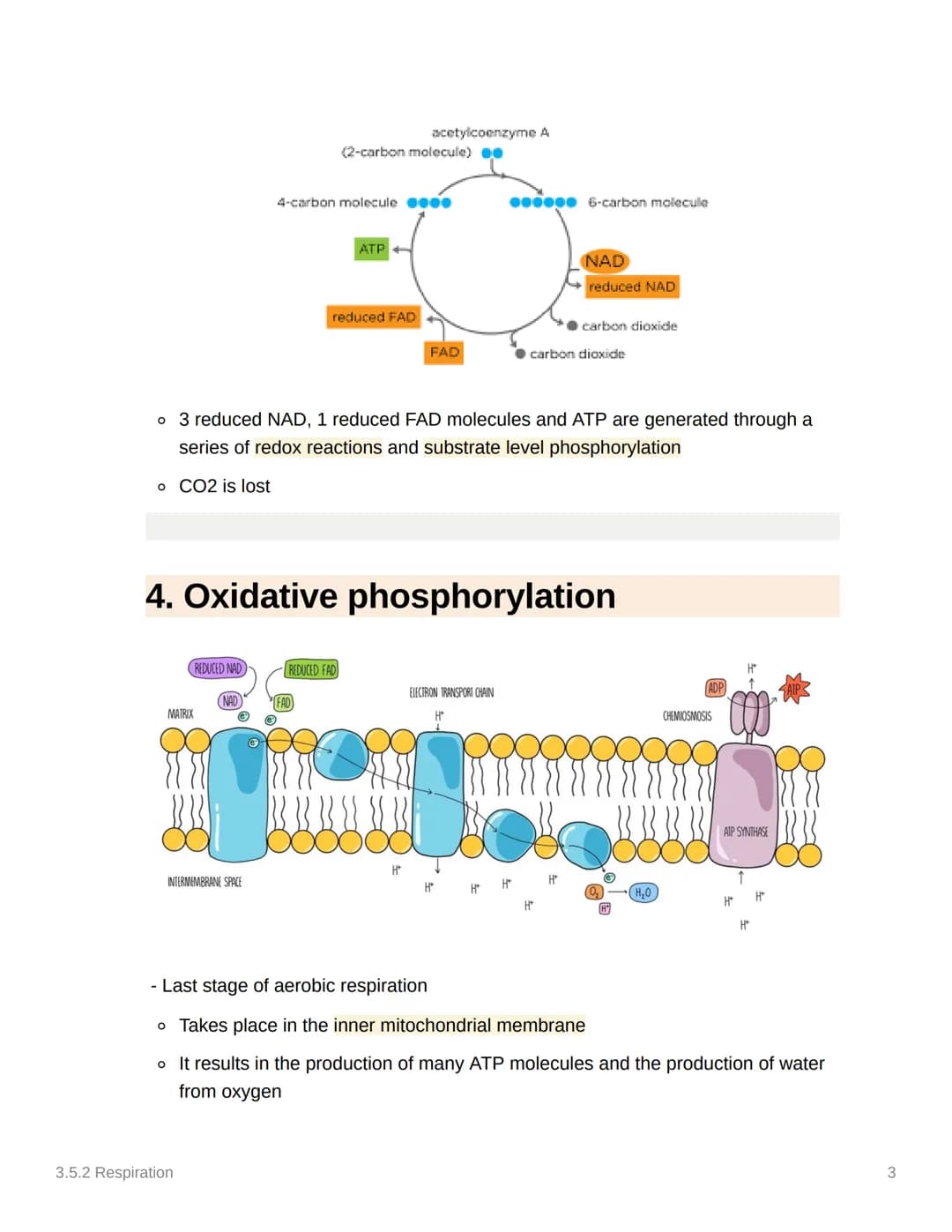 
<h2>Glycolysis</h2>
<p>Glycolysis occurs in the cytoplasm and is the first stage in both aerobic and anaerobic respiration. During this pro
